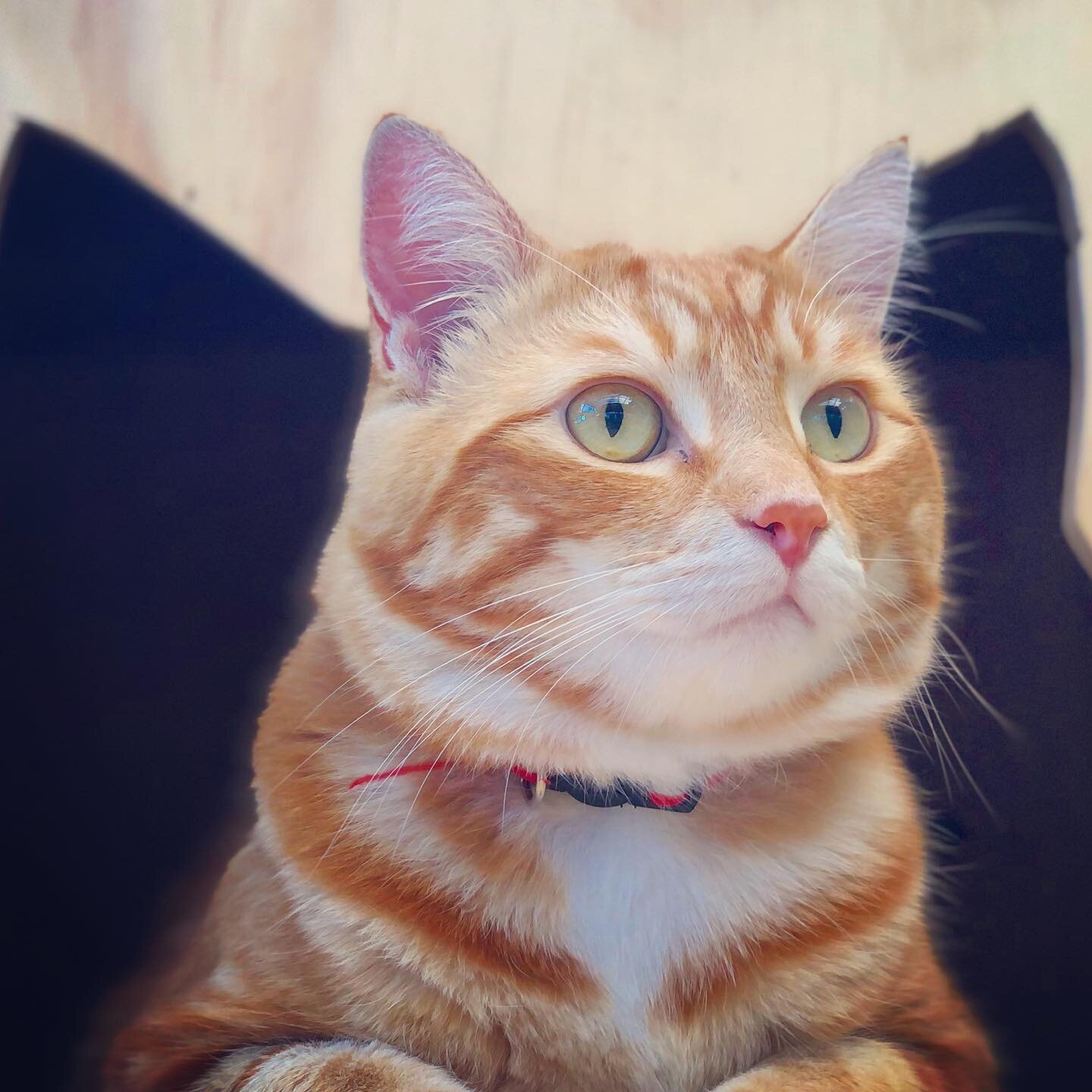 Finneas exploring the little house in the catio &hearts;️ he loves it and he looks so cute in it, I love it too! 

#cats #orangetabby #tabbycats #tabbiesofinstagram #kitty #orangetabbies #catsofinstagram #catlife #catio #catenclosure #handsomecat #pr