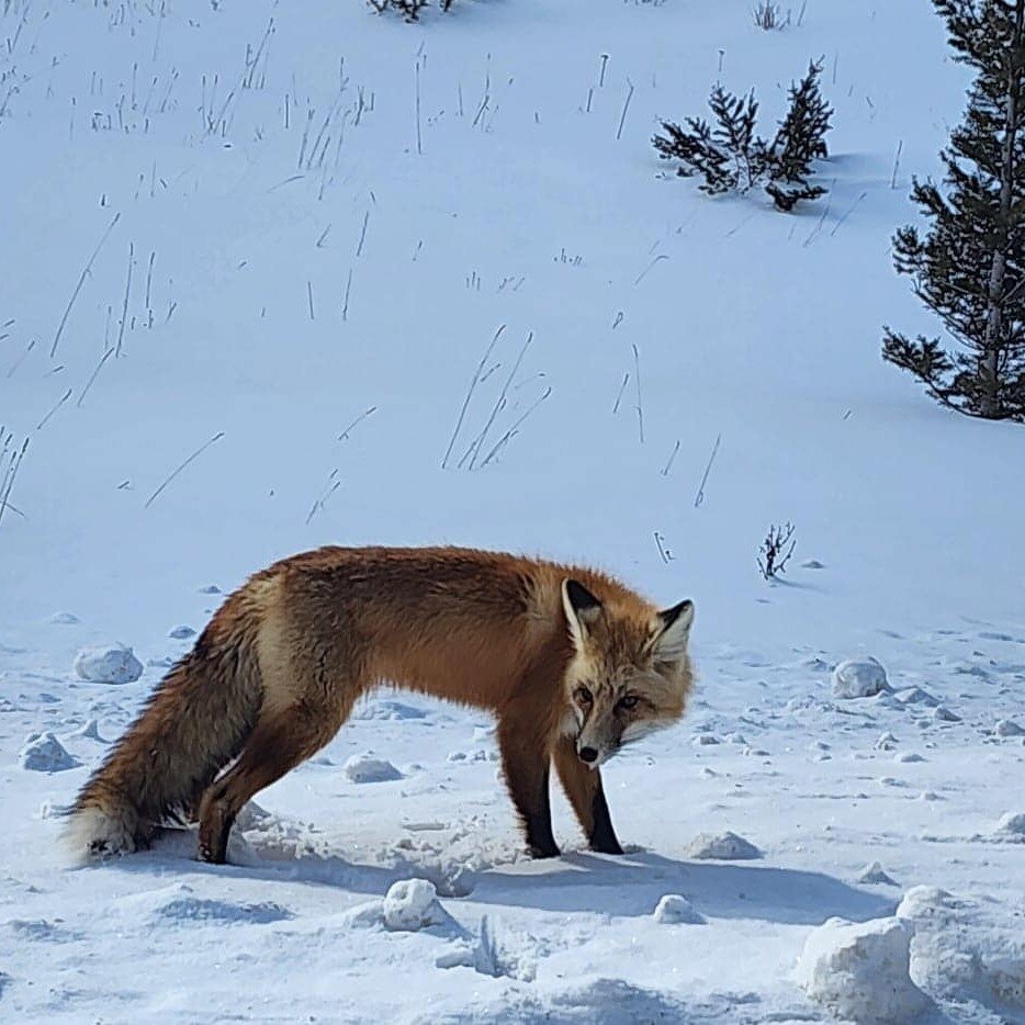 Keepin'it foxy! 🦊They seem to be Fernie's 'Groundhog'... with their increased appearance on our trails marking the arrival of spring. But this year, I feel like the foxes and Mother Nature are confused as to just what season it is. 18cm more new sno