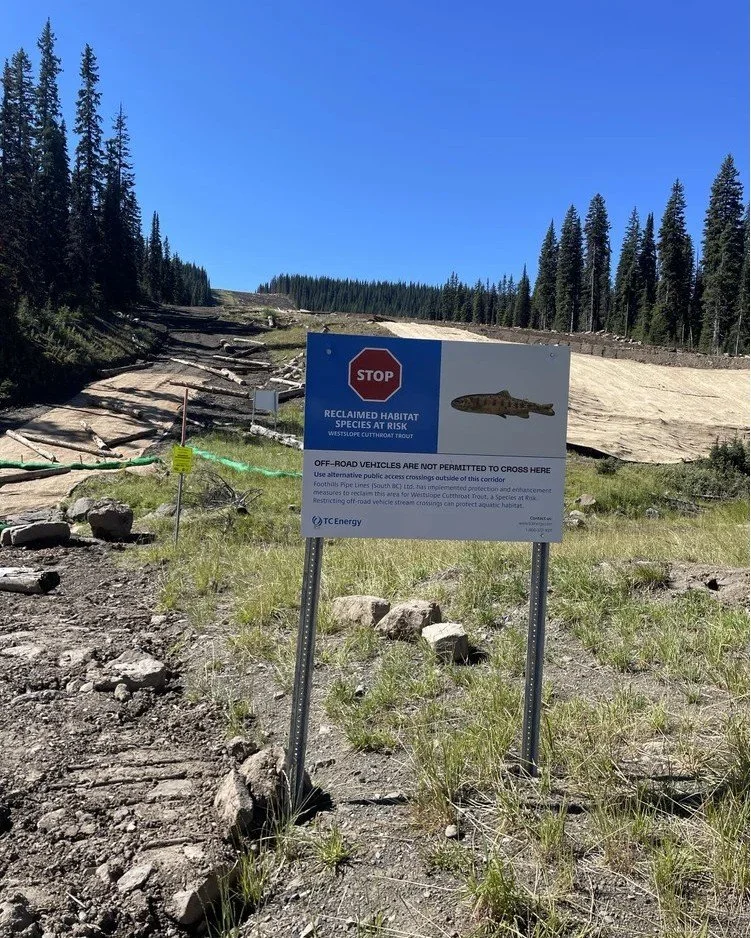 Fernie Access Update: Morrissey Pipeline Corridor

Since the 2024 pipeline project, closures have been in place along sections of the Morrissey corridor to support environmental restoration.

While summer access has been restricted, the Fernie Snowmo