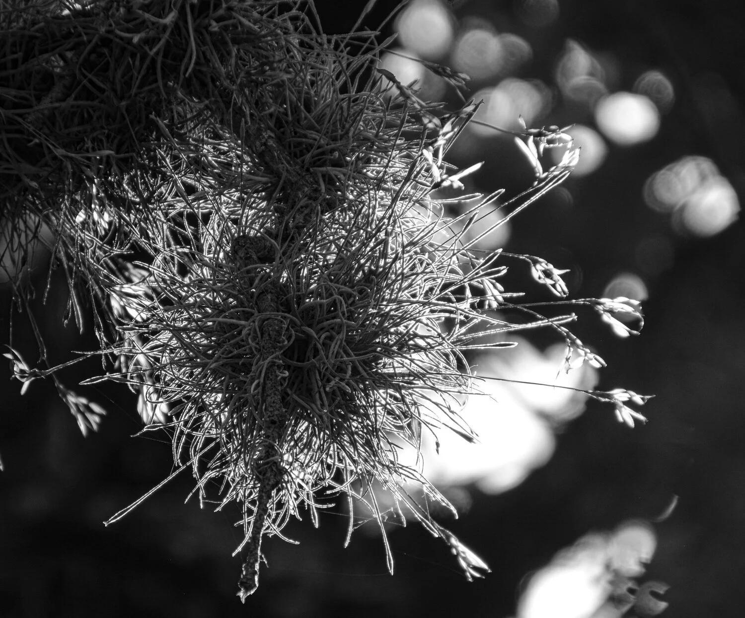 Lesson From a Pineapple Wanna Be