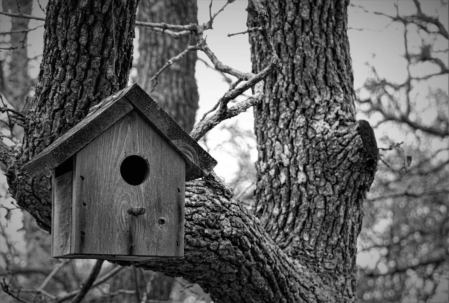 Lessons From The Trees