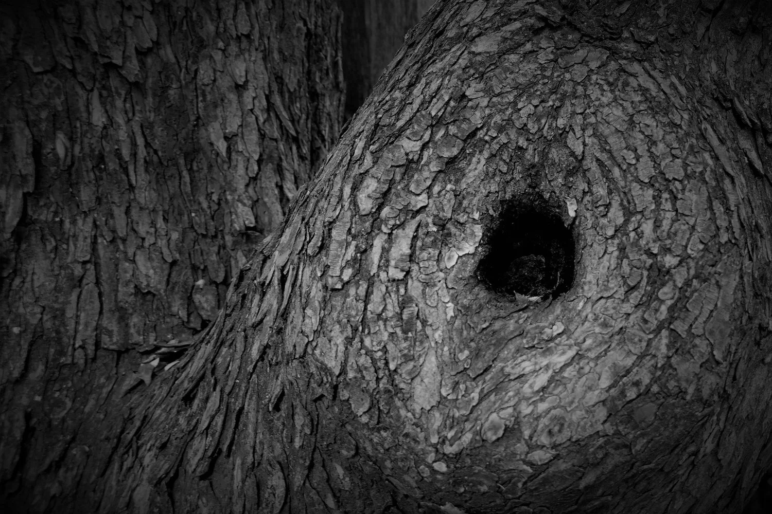 The Fine Art of Noticing