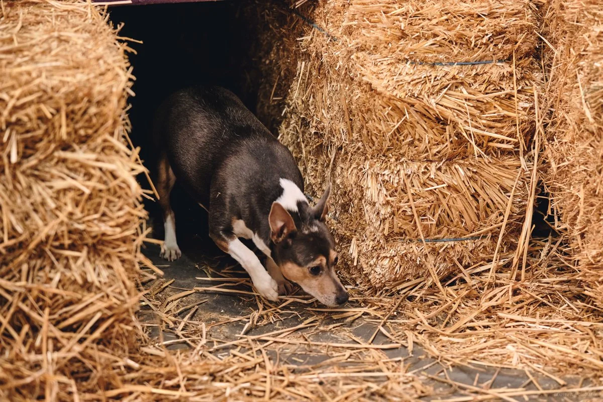 Welcome to Barn Hunt  - Workshop