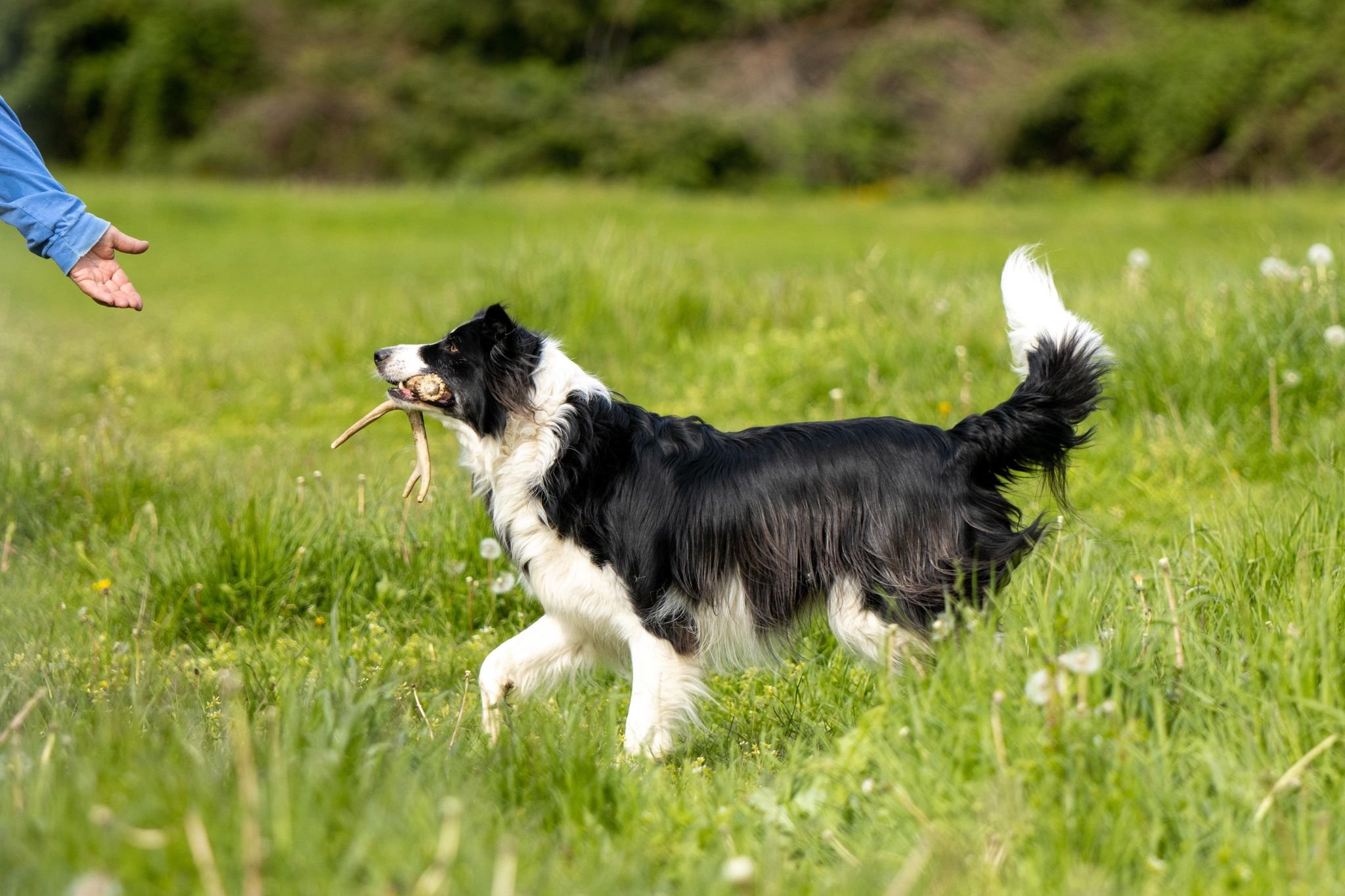 Private Training Sessions on NASDA, Manners, Tricks, Treibball, Farm Dog or Rally