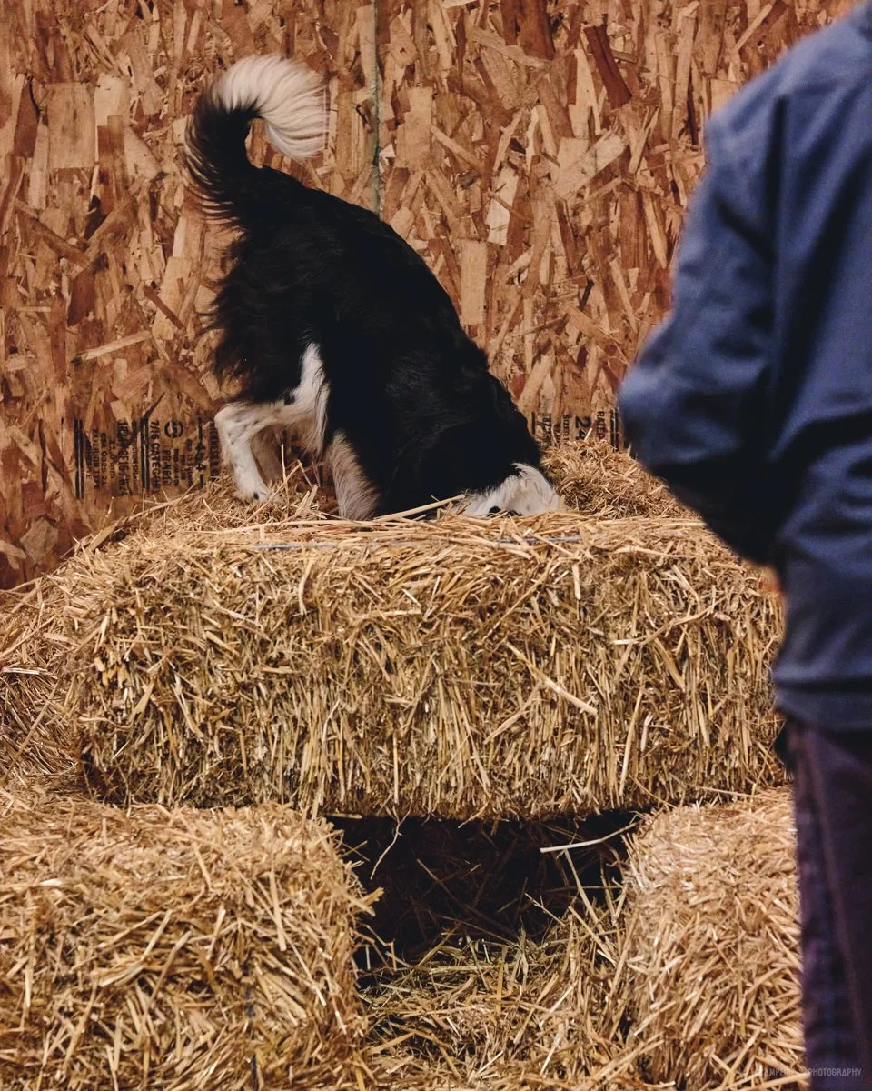 Barn Hunt Private Lessons 