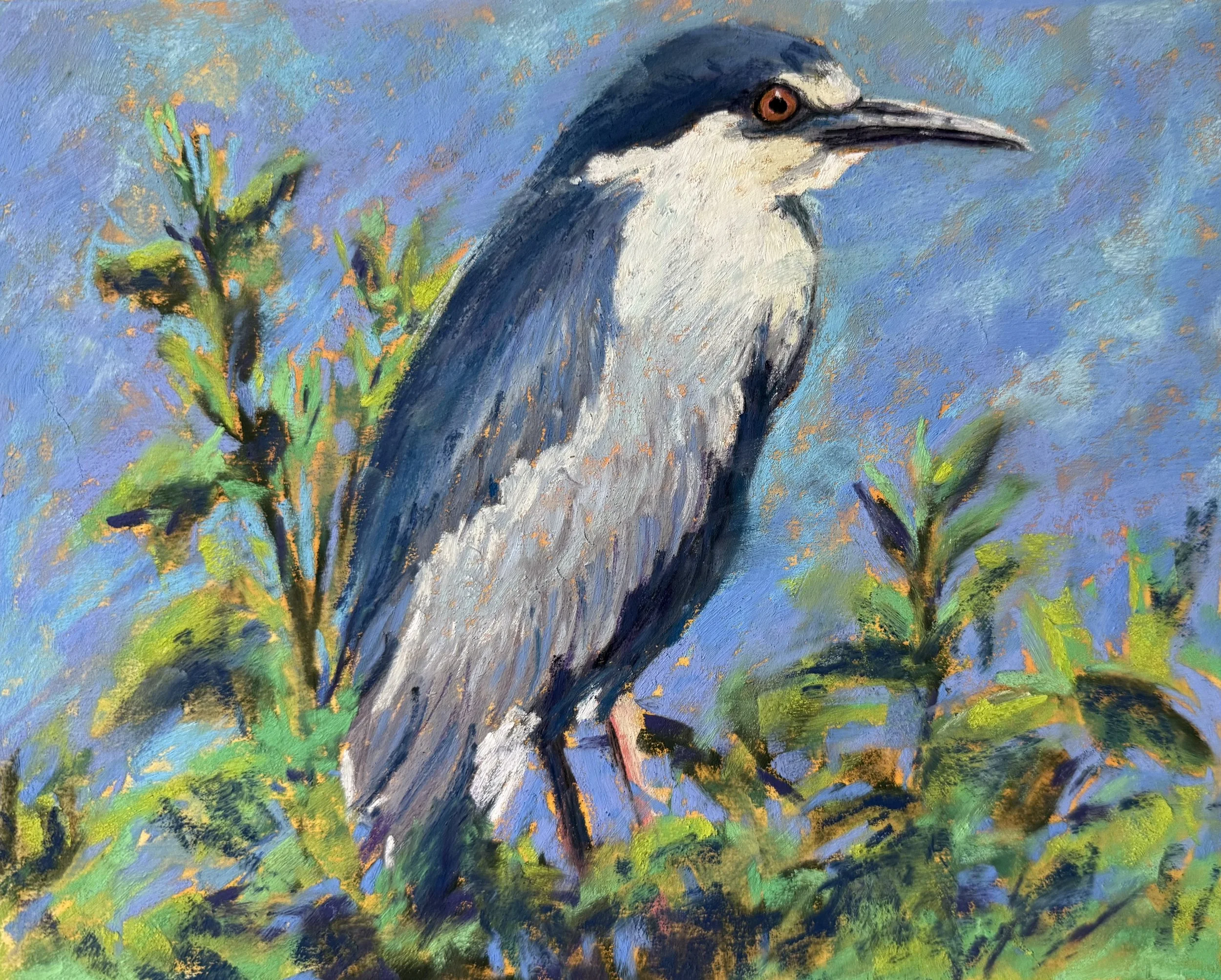 Black Crowned Night Heron at Rest 10x8 $275.jpeg