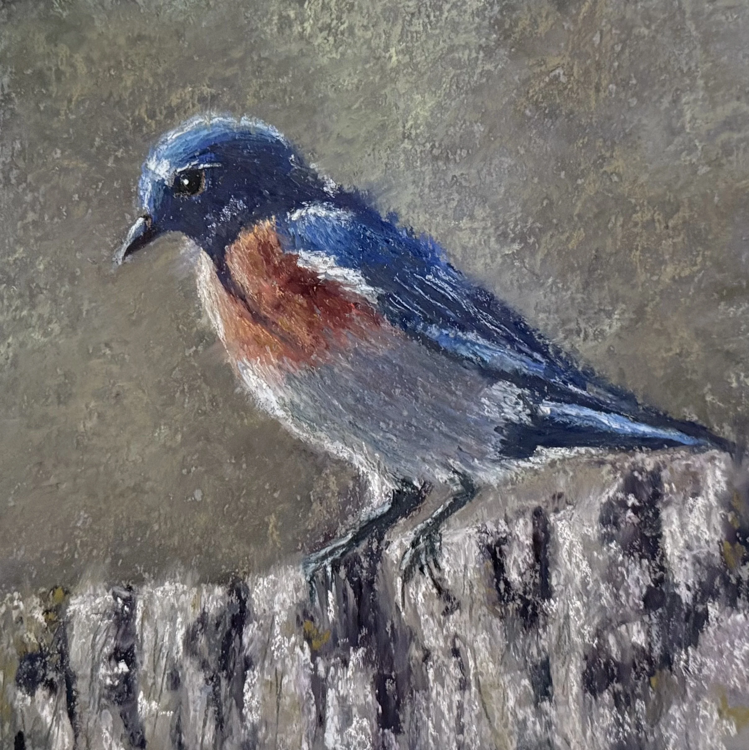 Little Bluebird 8 x 8 $200.jpeg