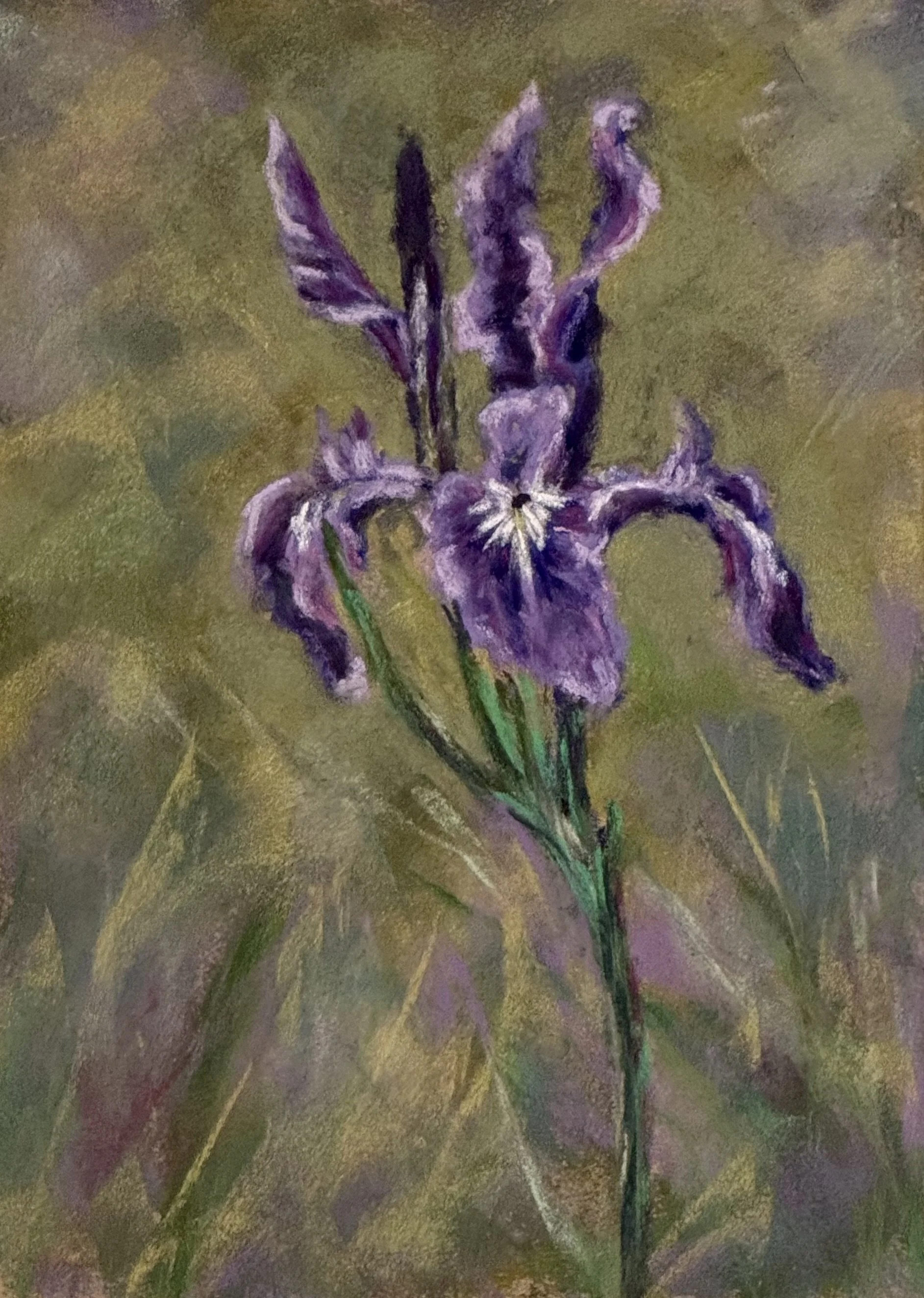 Simplicity of The Wild Iris 9w x 12h $275.jpg