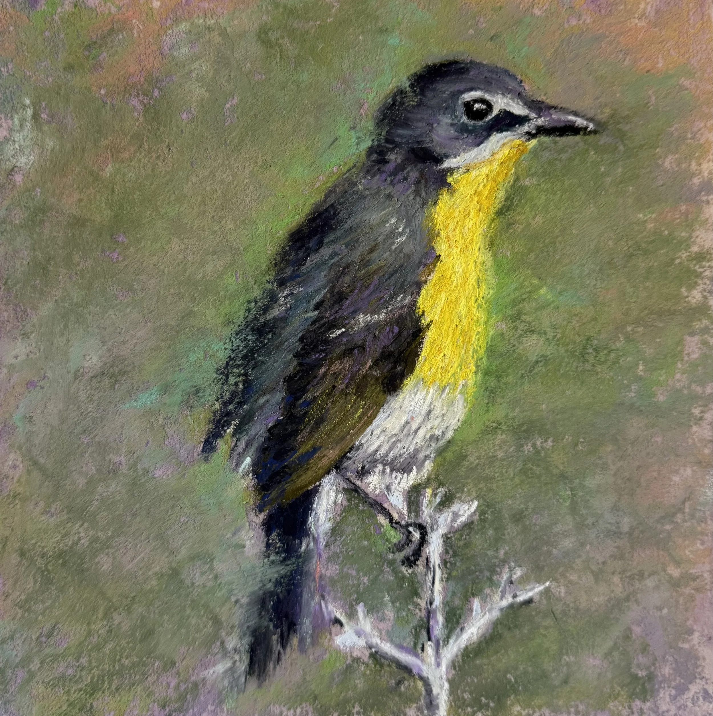 Yellow Breasted Chat 8x8 $200.jpeg