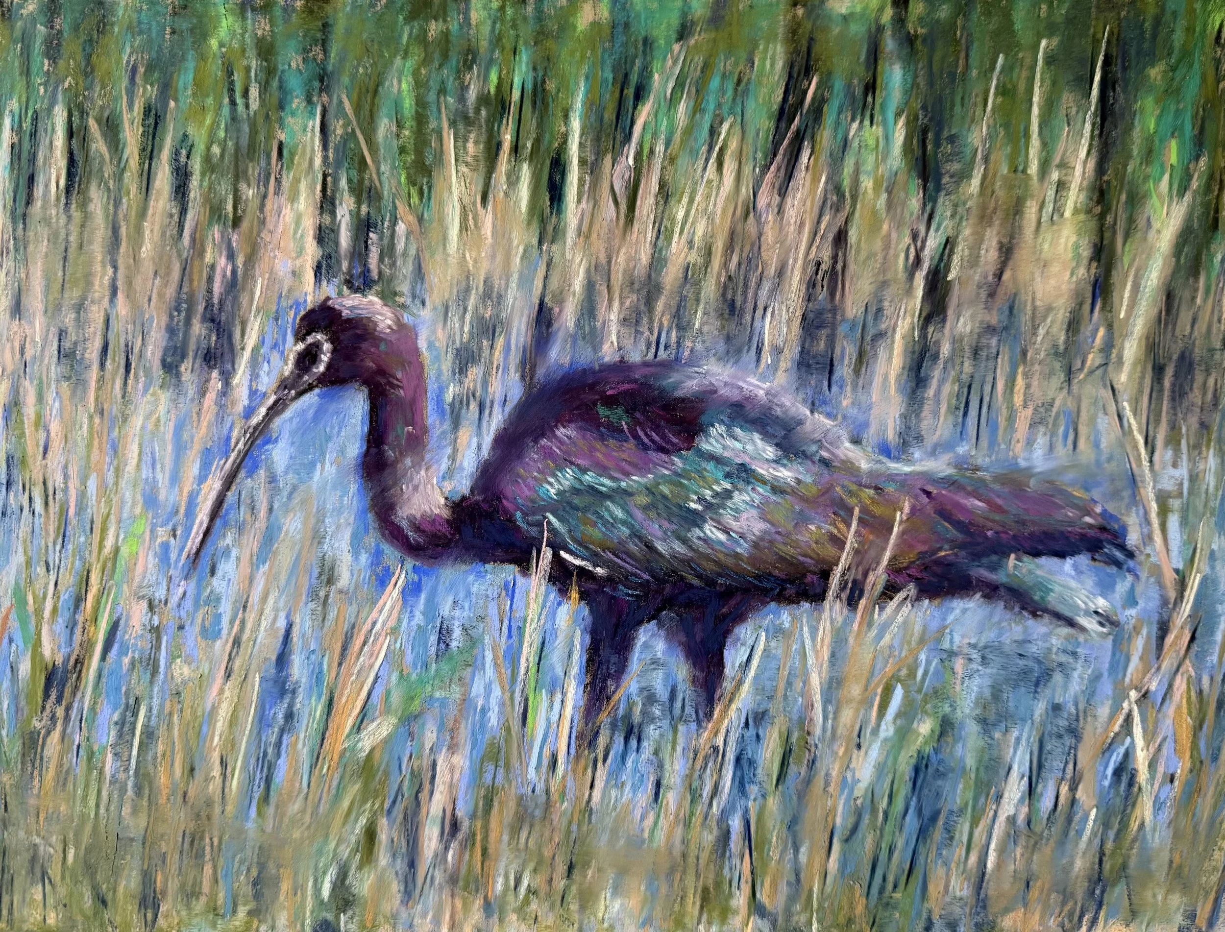 Wandering the Reeds White Faced Ibis 16x12 $375.jpeg