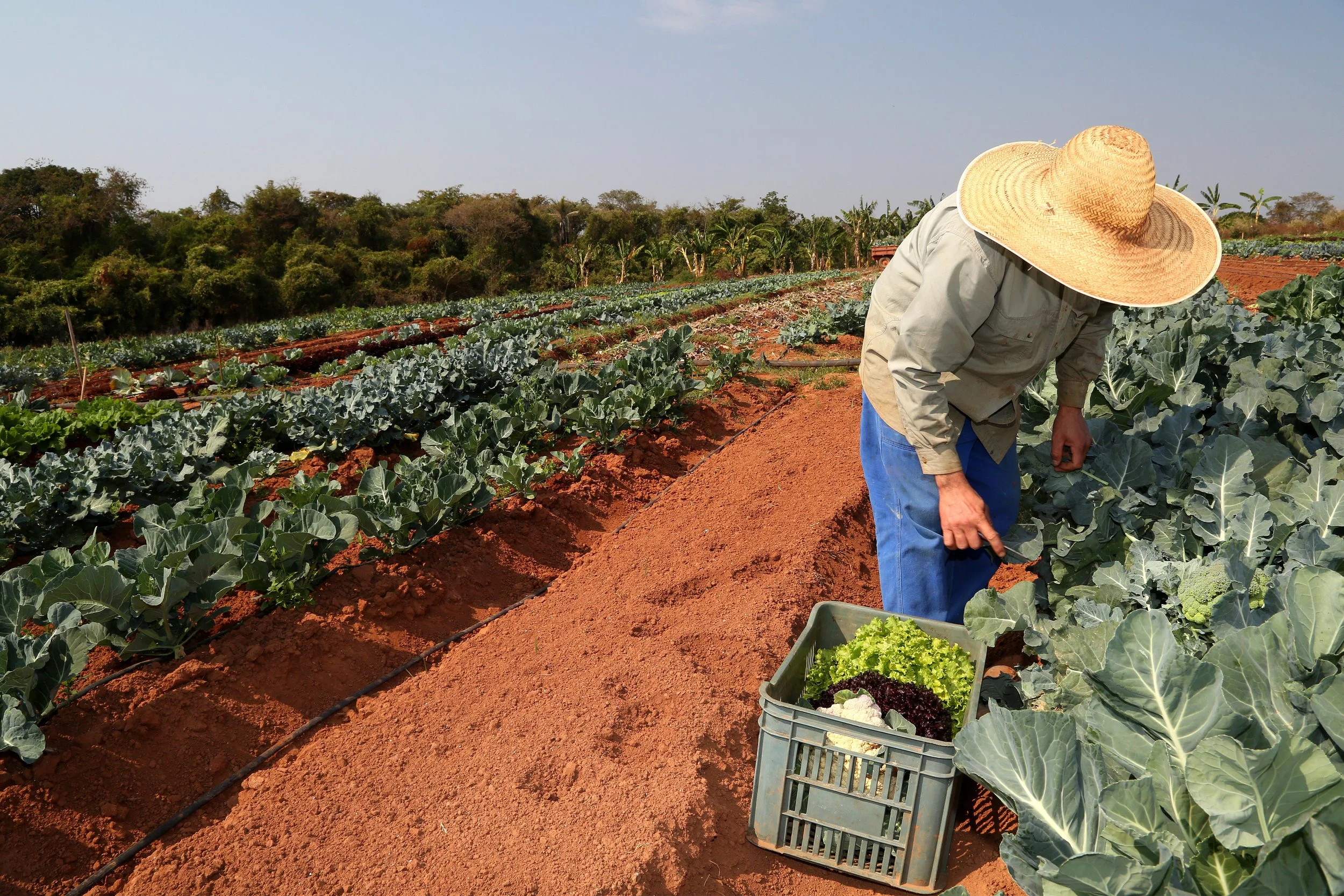 ¿Qué es el Certificado Laboral para la Agroexportación?