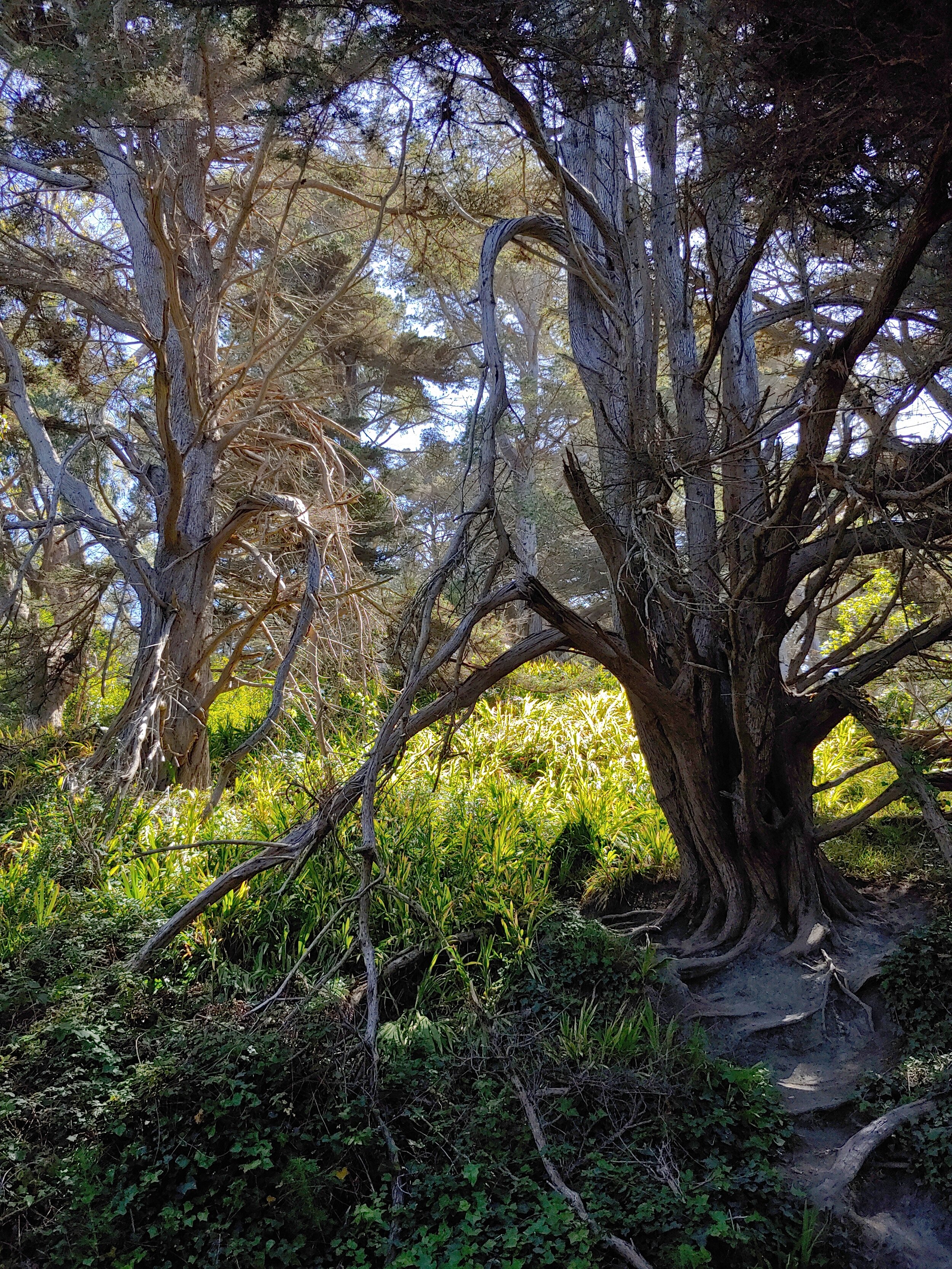 land's end forest.jpg