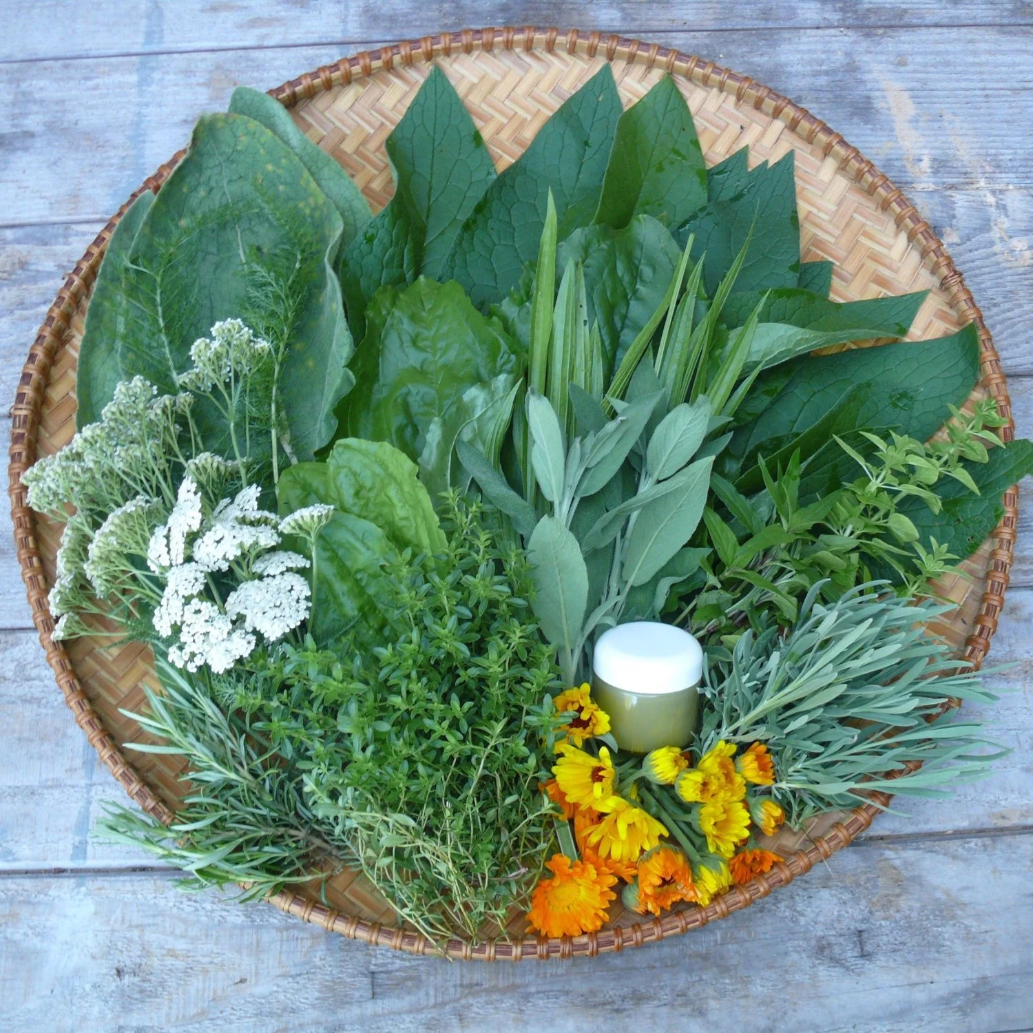 Seasonal Herbal Medicine: Spring Workshop