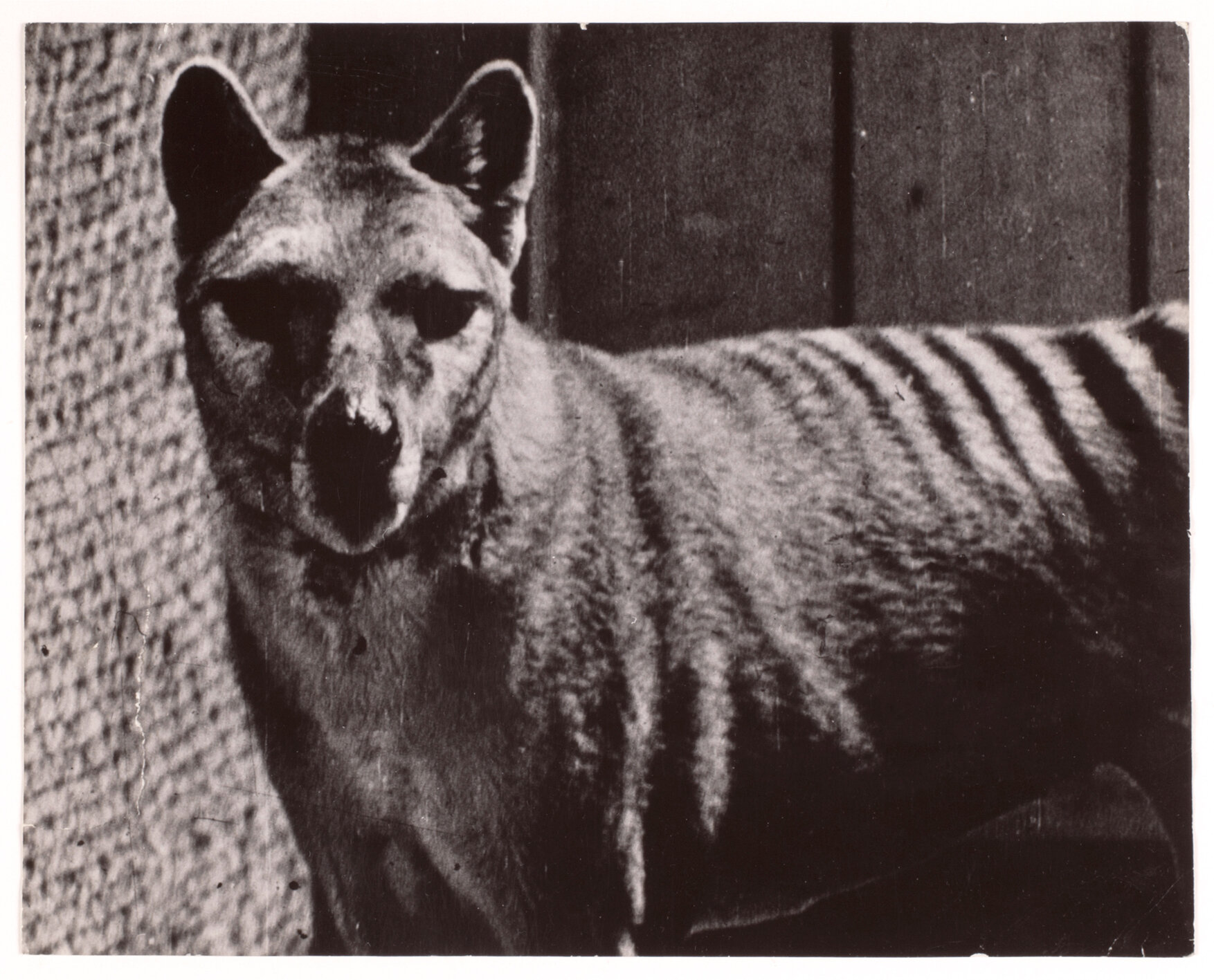 Tasmanian Tiger (Thylacine). Photograph AA193/1/1003 from the Archives Office of Tasmania,  is reproduced here, courtesy of the Libraries Tasmania Online Collection.