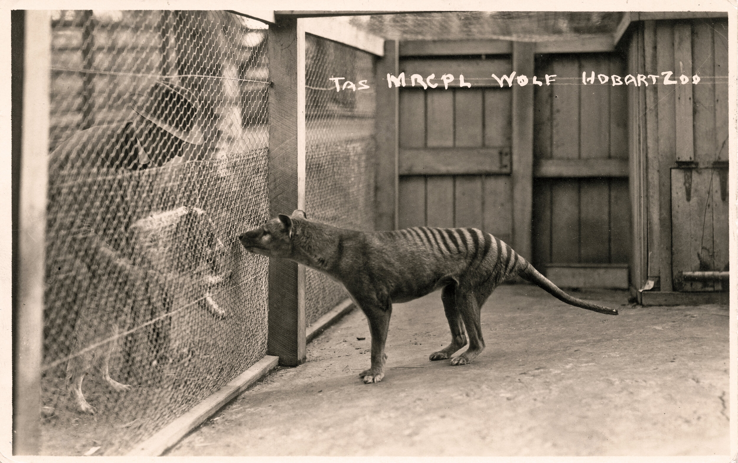 The postcard from Hobart Zoo, c. 1928, showing Benjamin peering at Arthur Reid and an English Setter. Photograph AMS597/66/1 is reproduced here, courtesy of the Australian Museum, Sydney NSW.