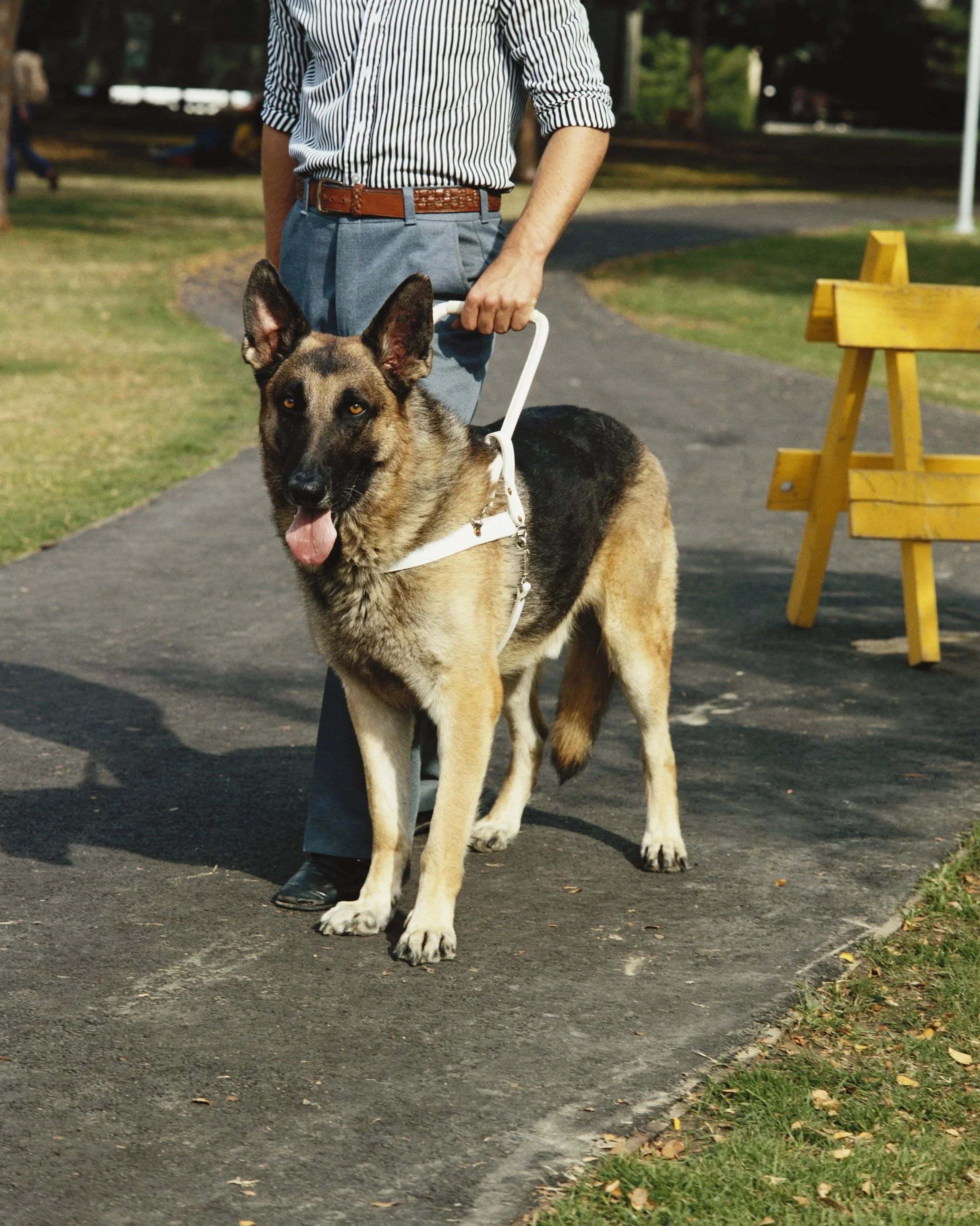 Man holding German Shepard Service Dog Sacramento California