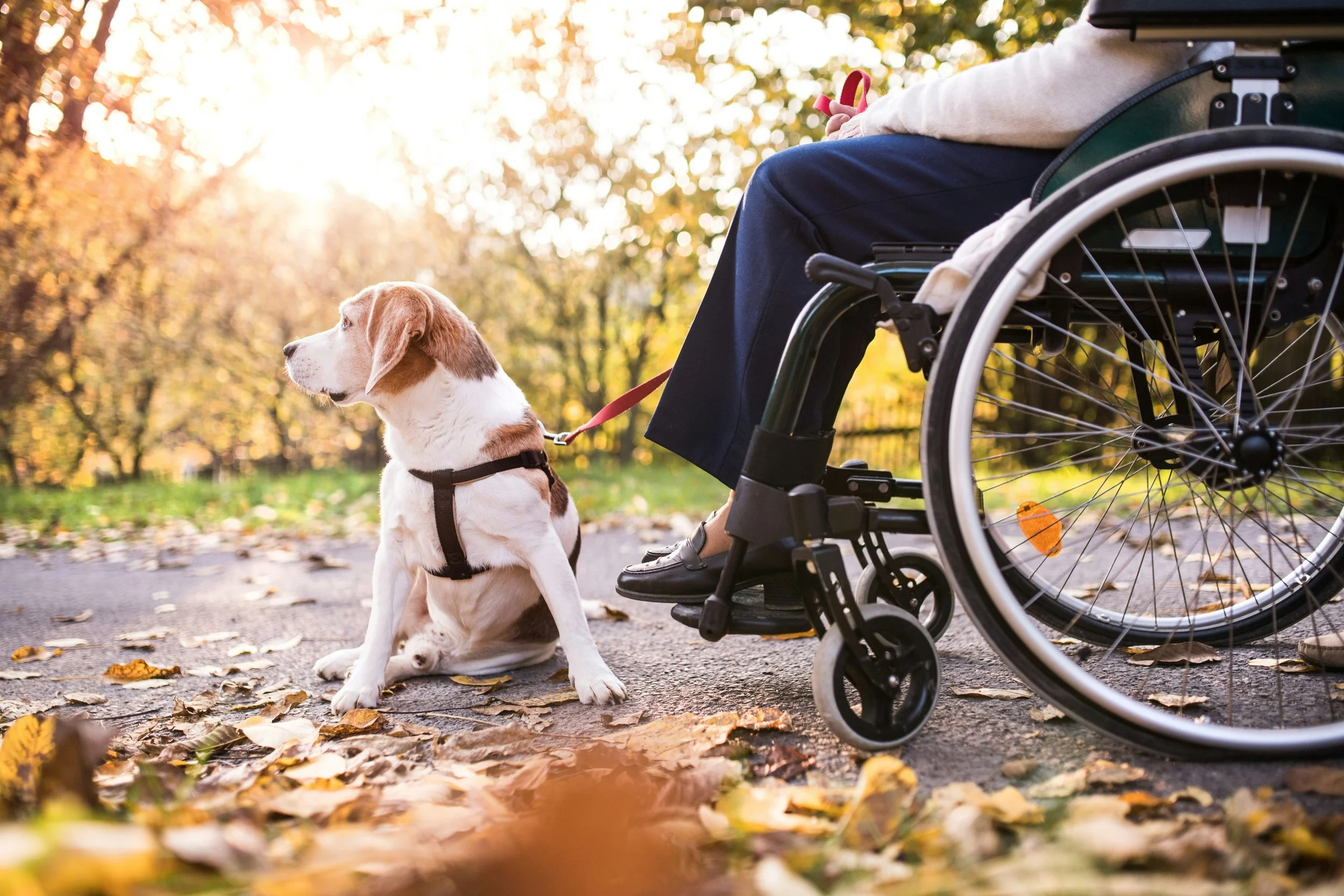 Woman in wheelchair with beagle service dog Sacramento California Park Glen Management