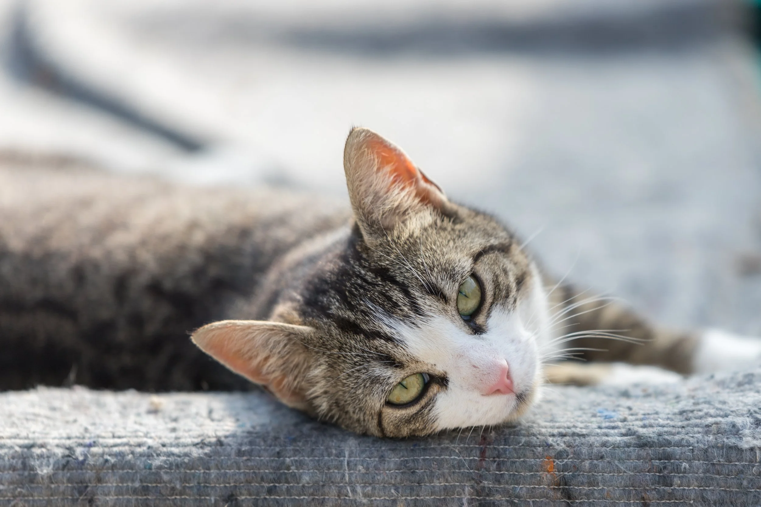 Een kat ligt op een vloer, haar kop rust op de vloer bij de zorgboederij met dagbesteding in Zeeuws Vlaanderen