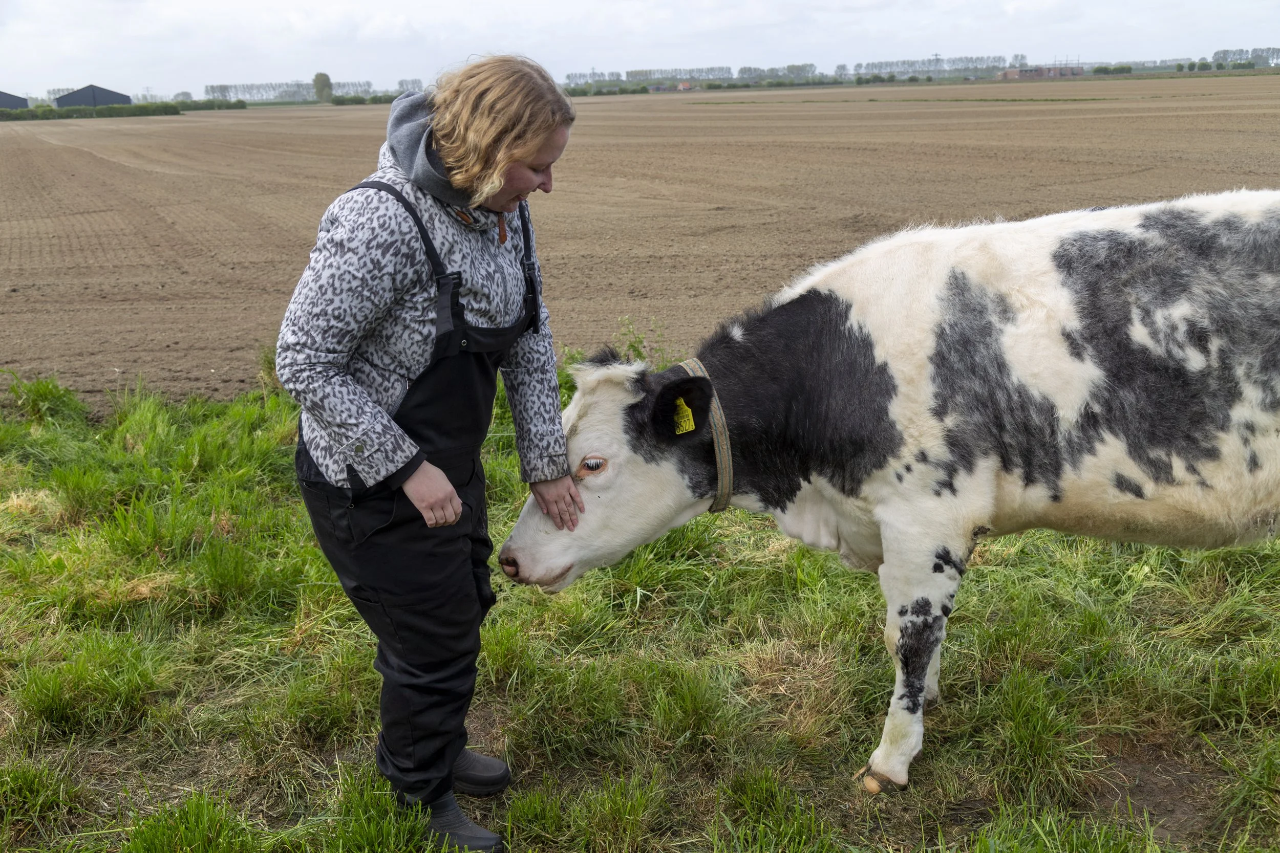 Een vrouw die een kalf onder haar kin aait op een groene weide met akkerland op de achtergrond.