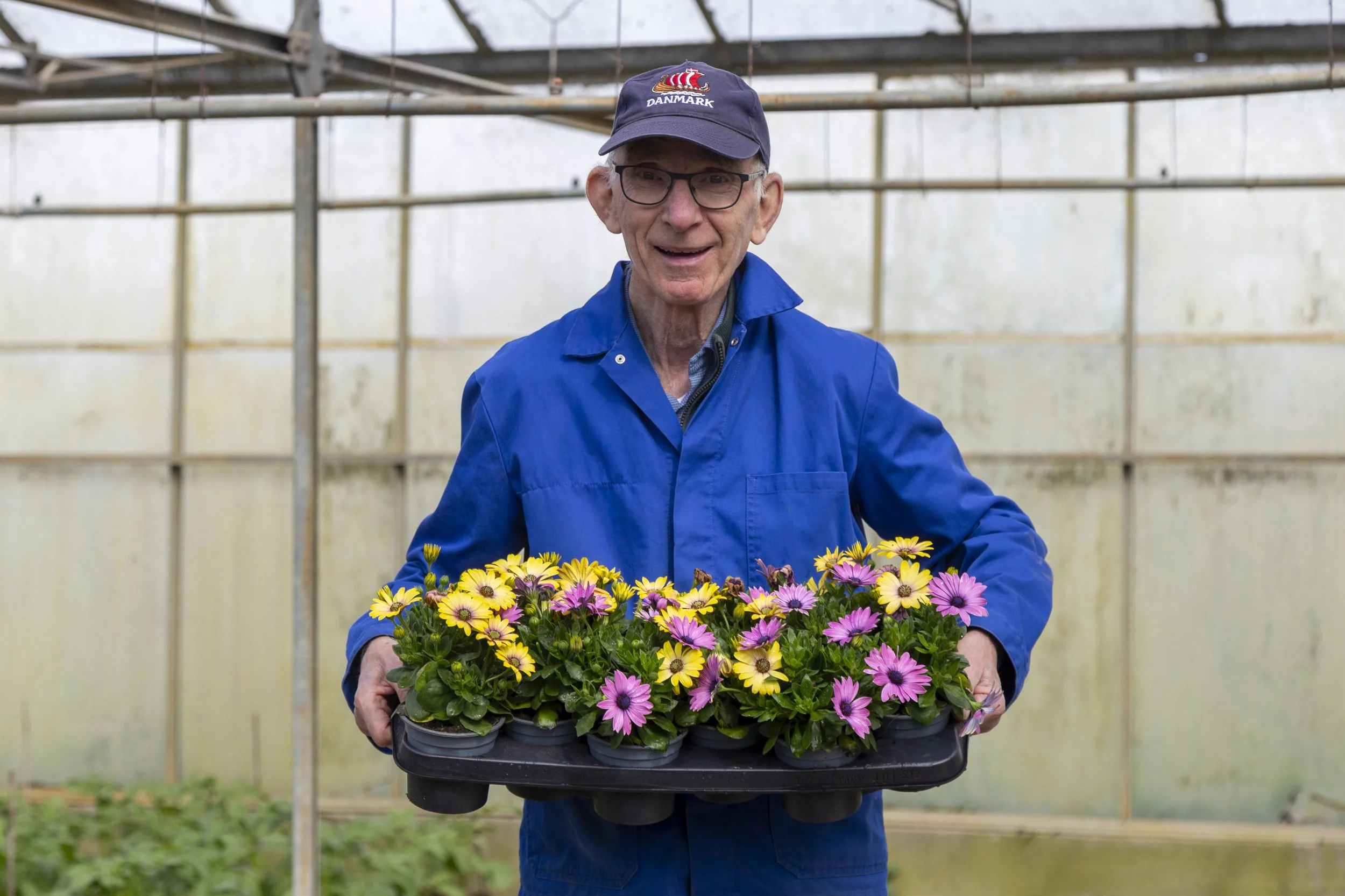 Een oudere man houdt een grote tray met kleurrijke bloemen in een kas van zorgboerderij met dagbesteding voor ouderen in Hulst
