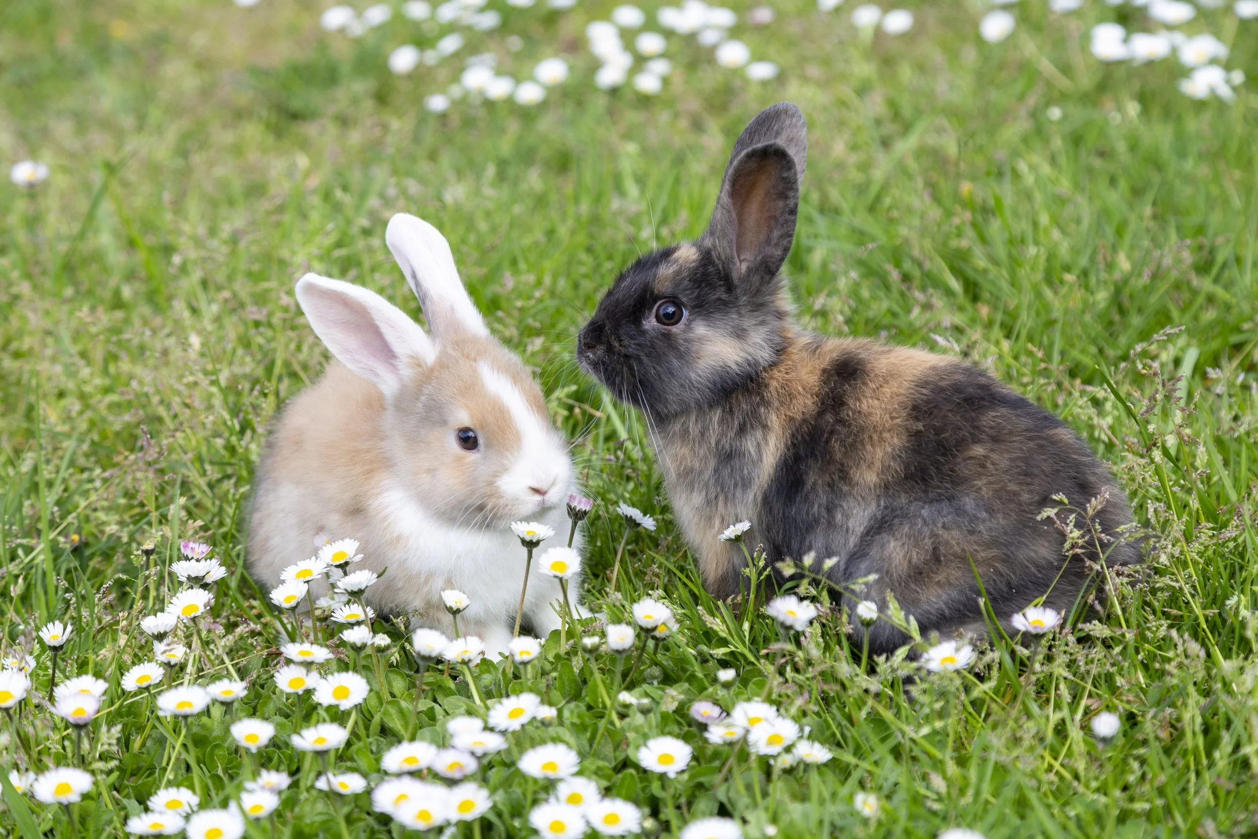 Twee rabbitten, een lichtbruine en een bontkleurige, zitten tussen witte madeliefjes op een groene grasweide.