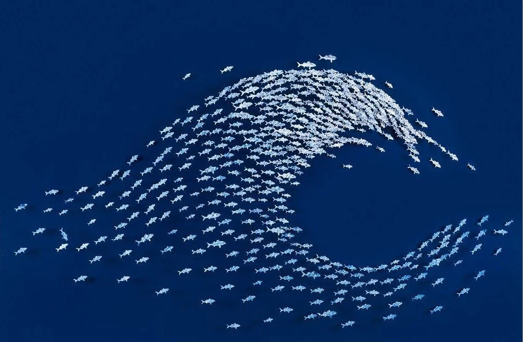 Fish Wave