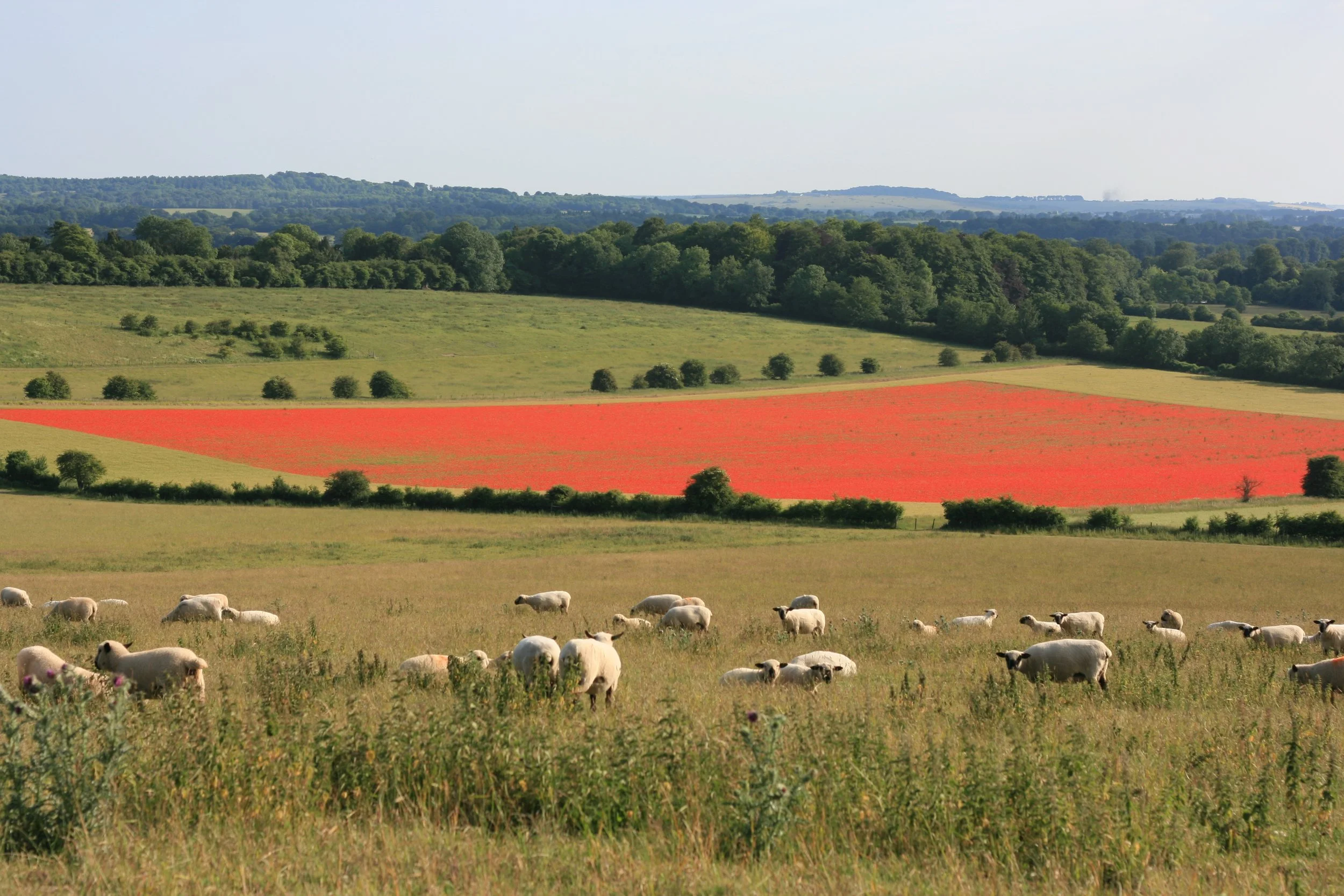 Producing food on chalk soil without damaging the environment, Hampshire