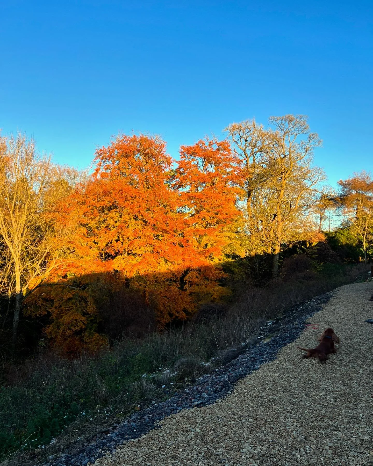A beautiful November day at the Bothy Gardens. Time to pick out all the door handles and enjoy our little stone Bothy through the windows 💕