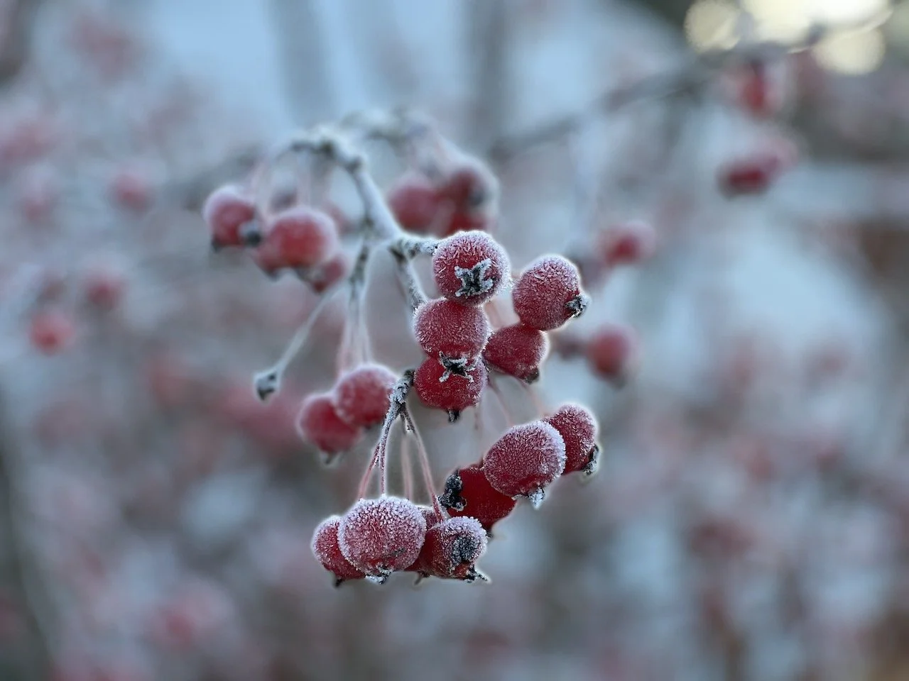 The Bothy Gardens 365 Journey