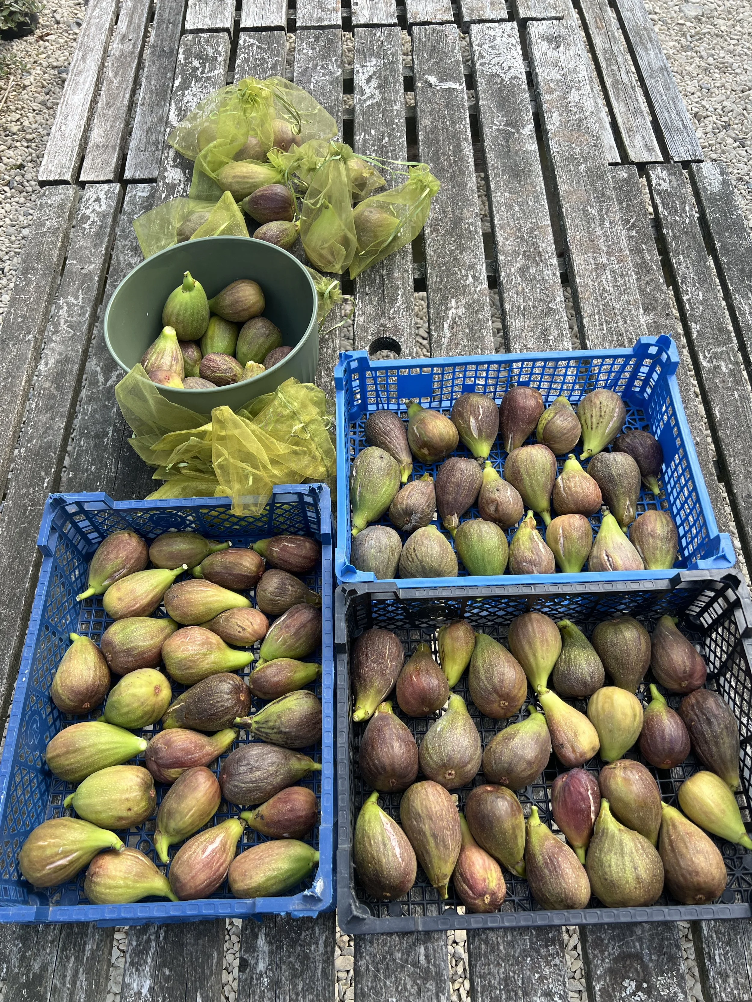10th August, fig harvest