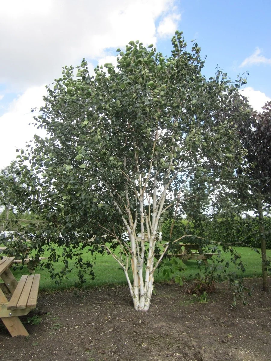 Betula utilis ‘Doorenbos’