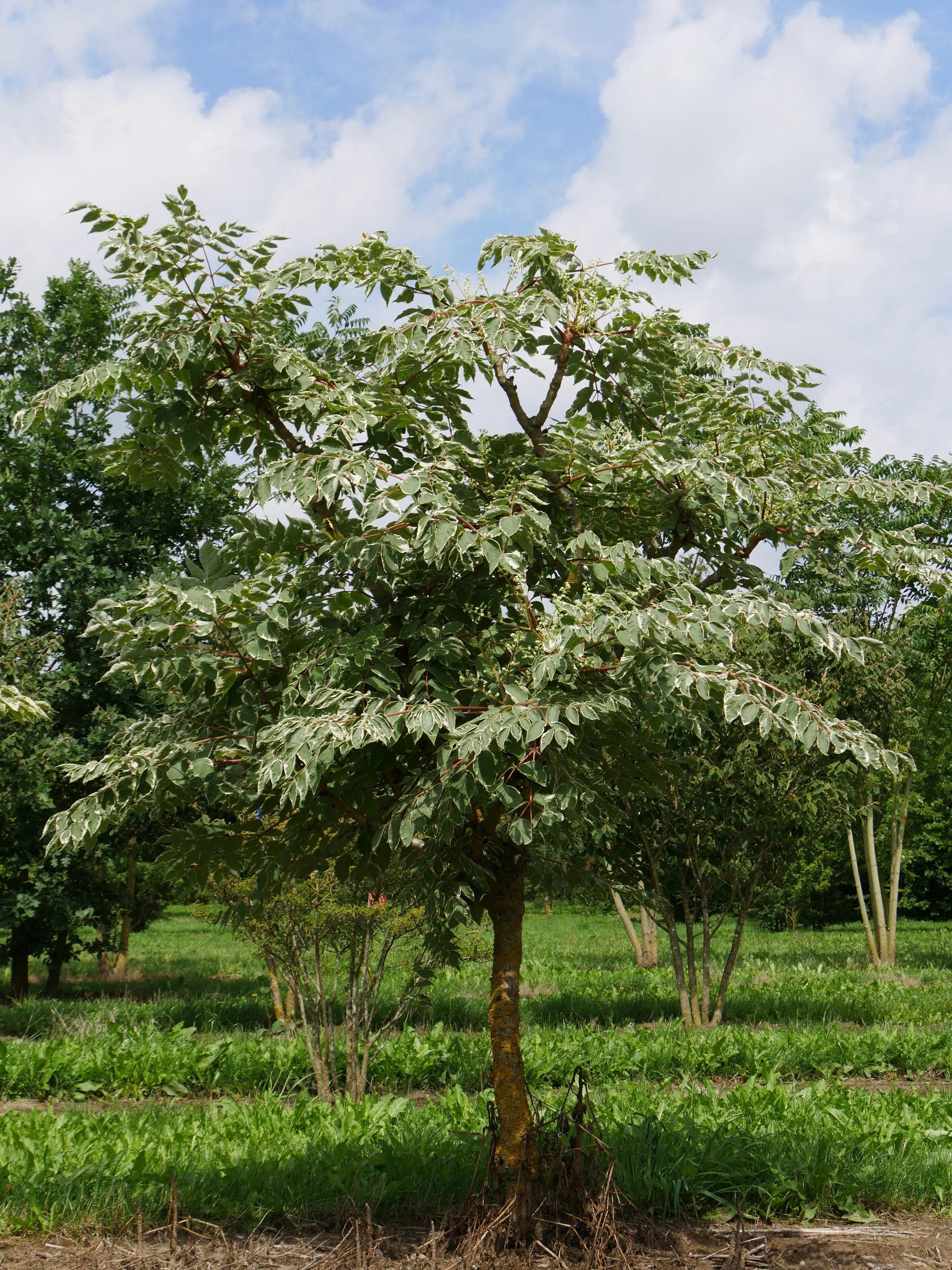 aralia-elata-variegata.jpg
