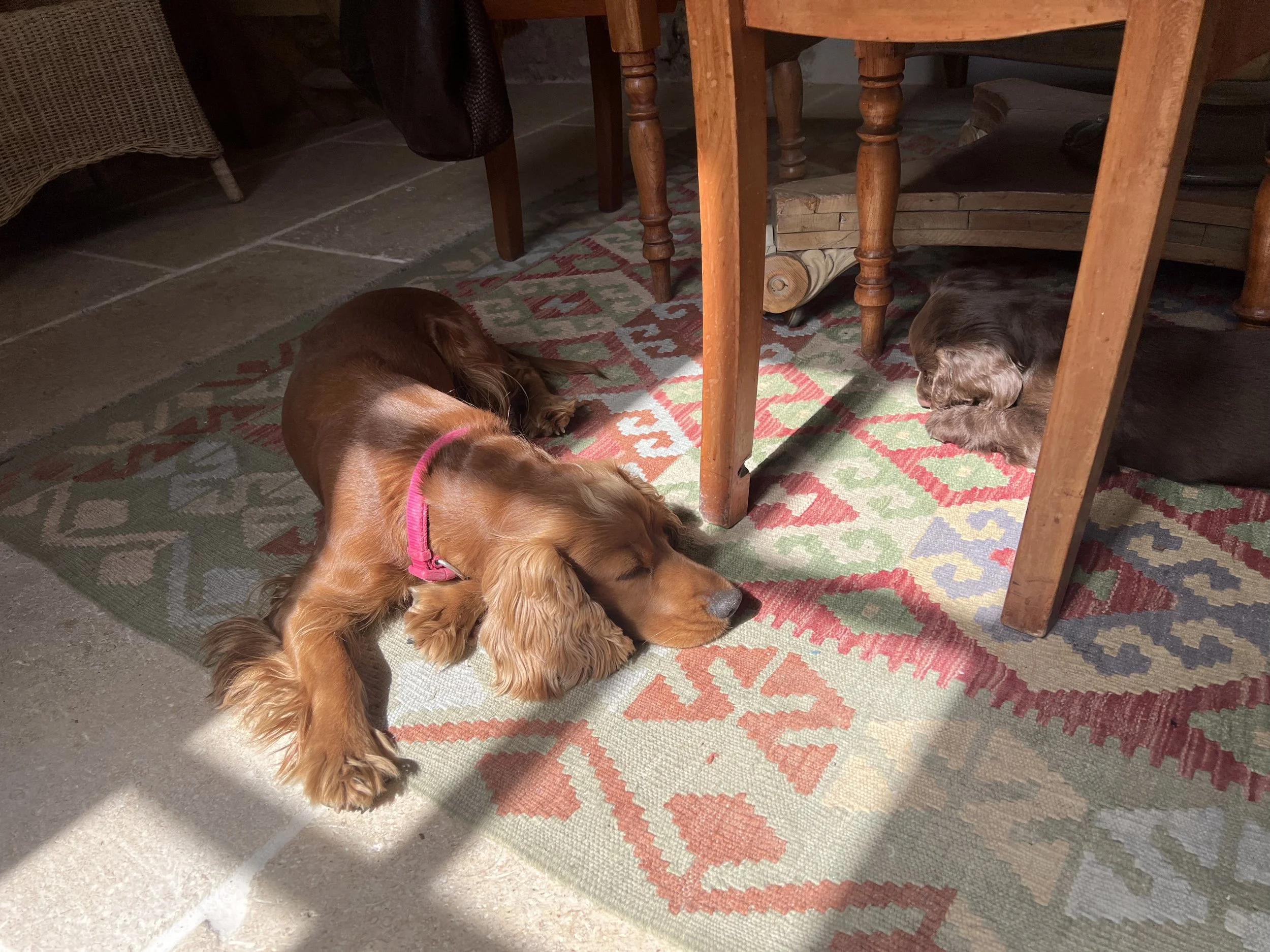 Aug 28, Luna is getting more tolerent