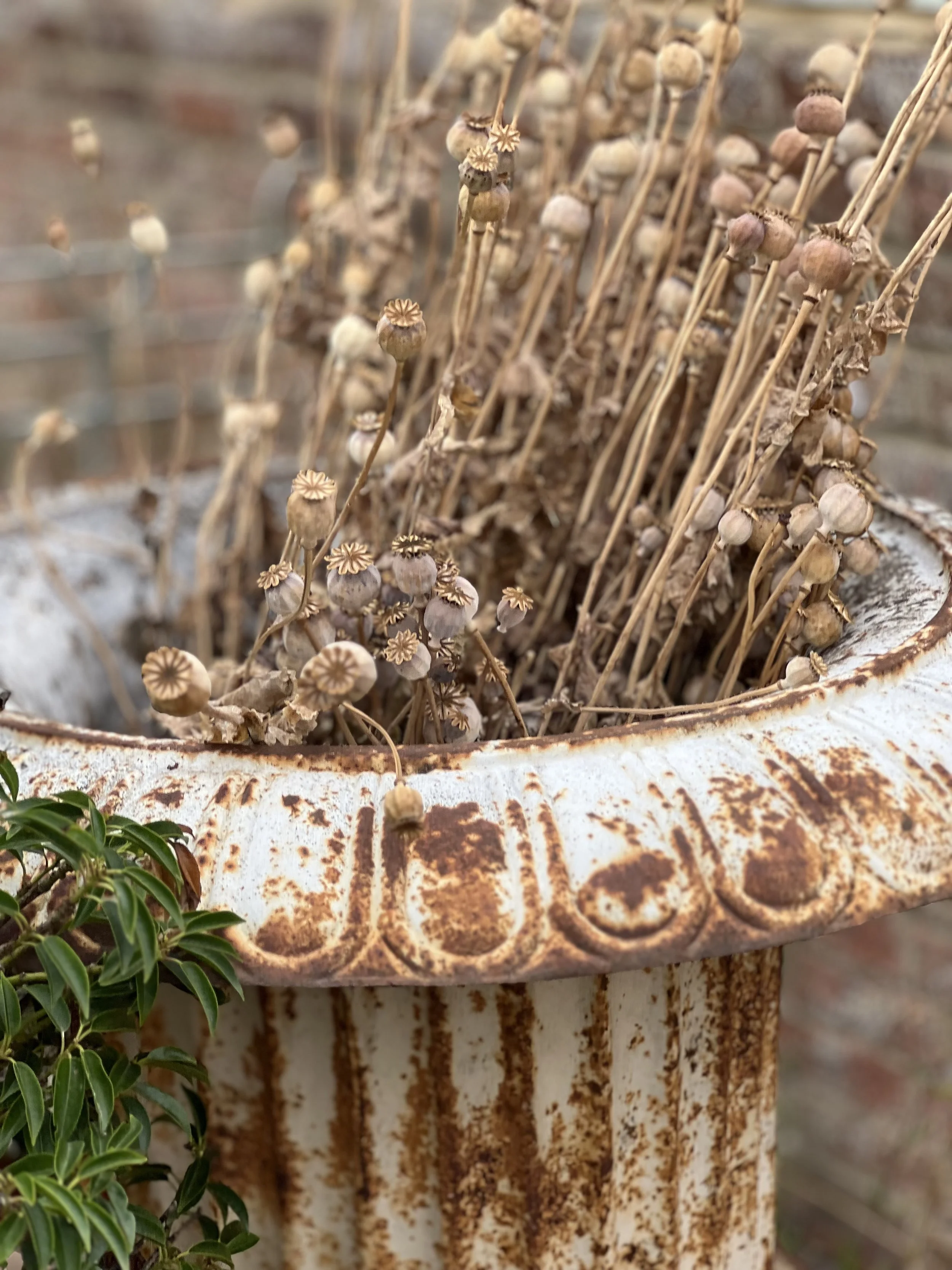 27th July poppies are already dried in this heat