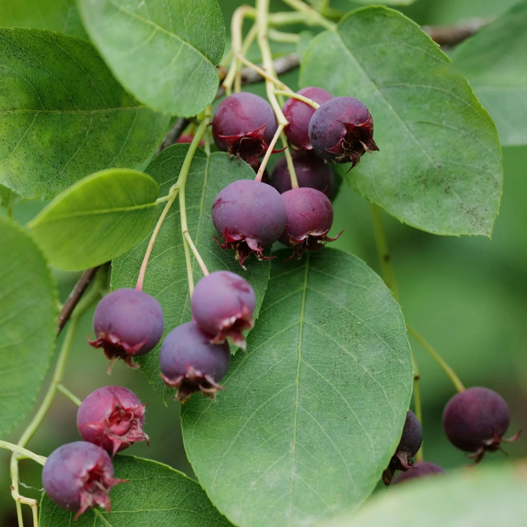 serviceberries.webp