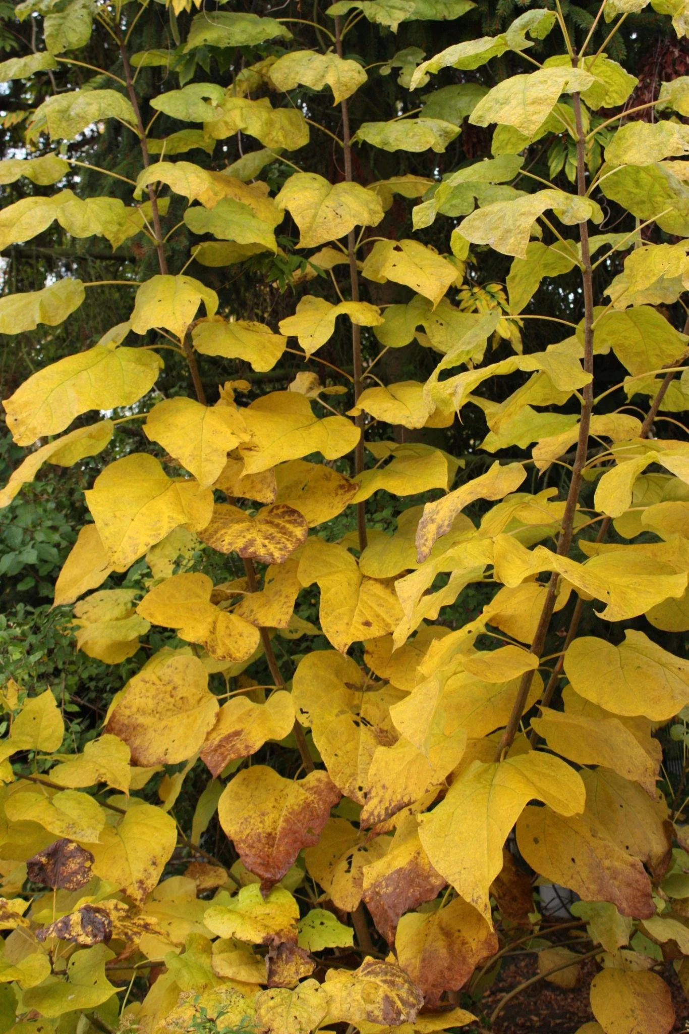 Catalpa bignonioides ‘Aurea’