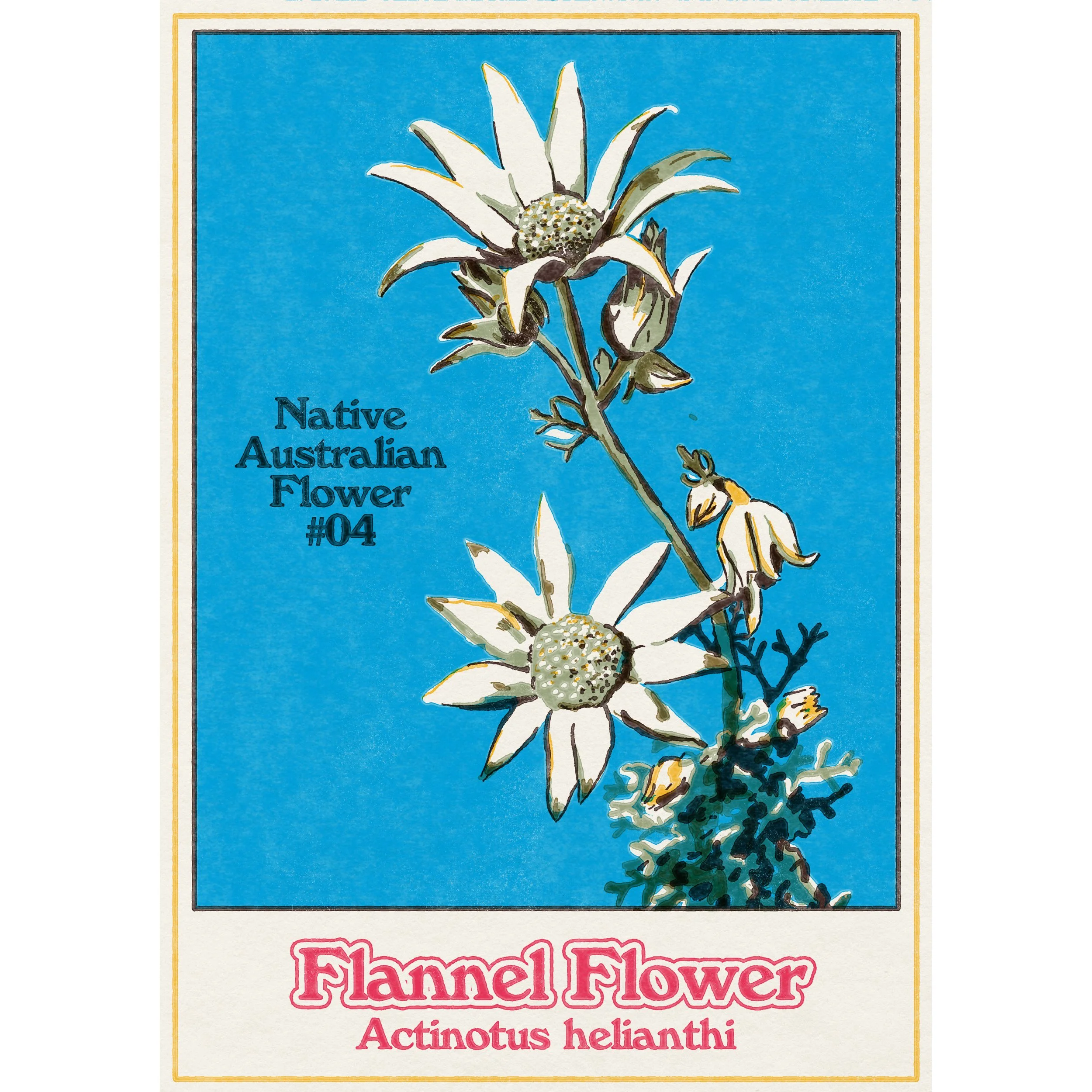 Flannel Flower poster, 2023