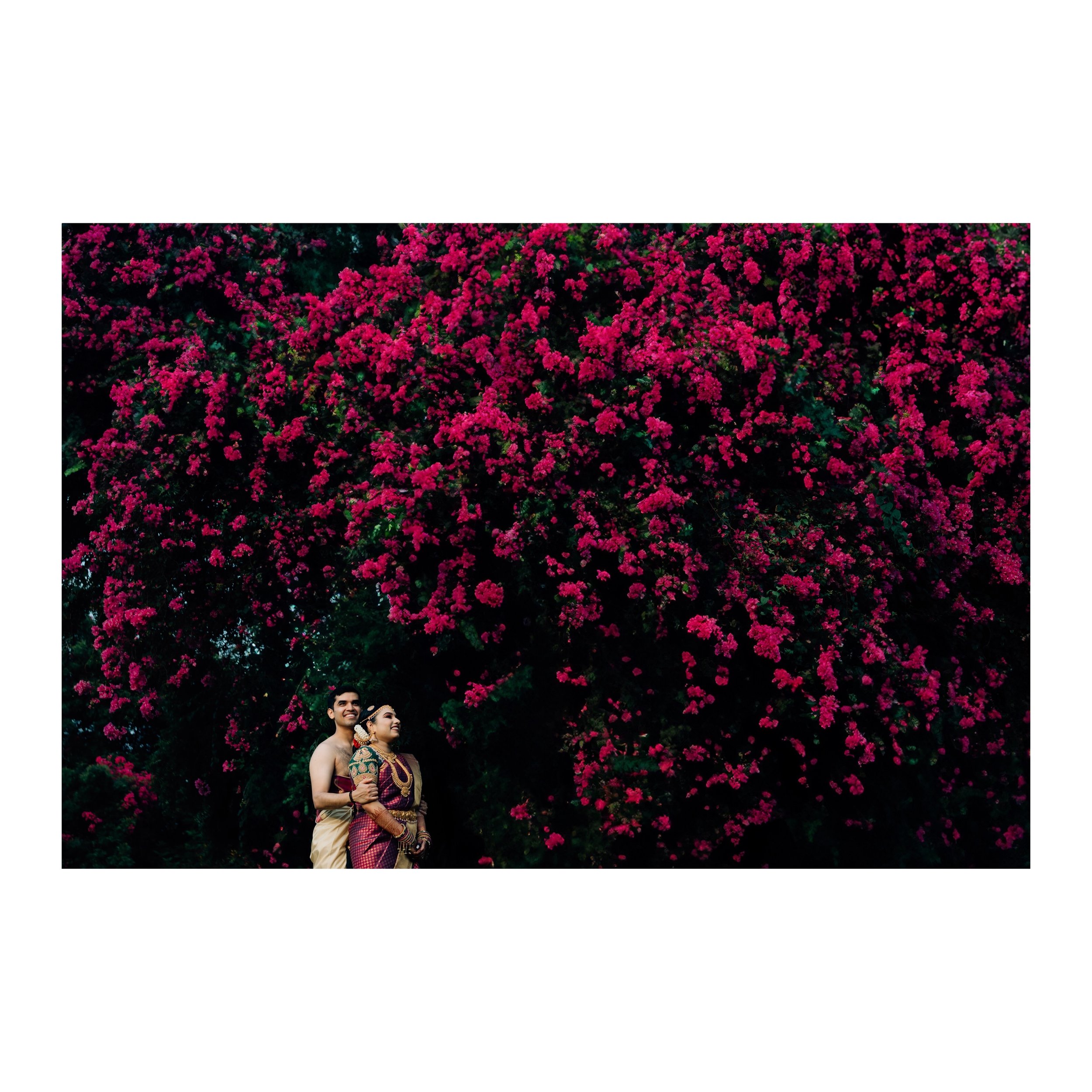 JANANI + ASHISH + BOUGAINVILLEAS

A stunning pre-wedding portrait of Janani and Ashish, captured amidst a vibrant pink Bougainvillea tree. Love in full bloom. 🌸

#PreWeddingPortrait #LoveInBloom #BougainvilleaMagic #WeddingPhotography #JananiAndAshi