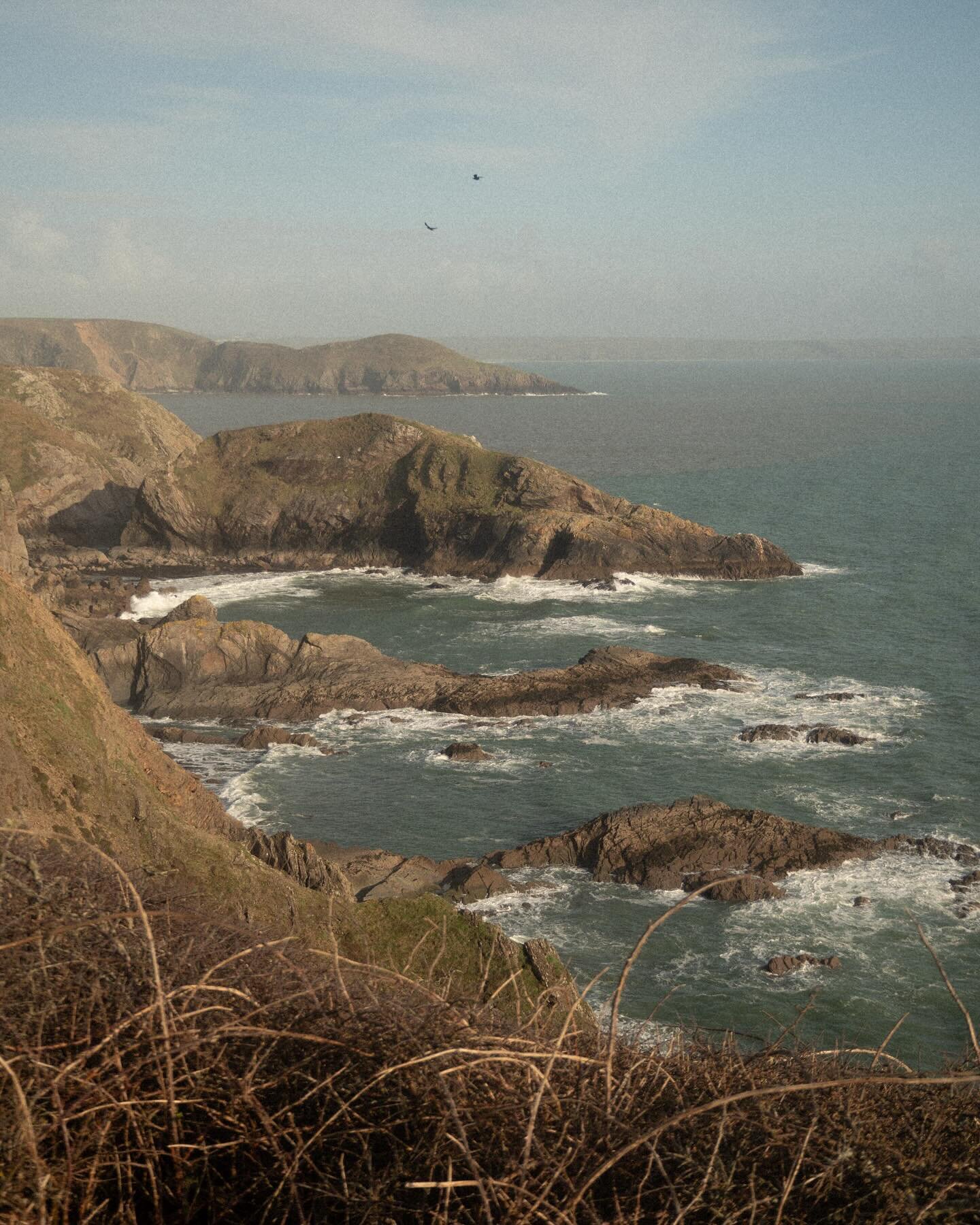 Wild Pembs ↟