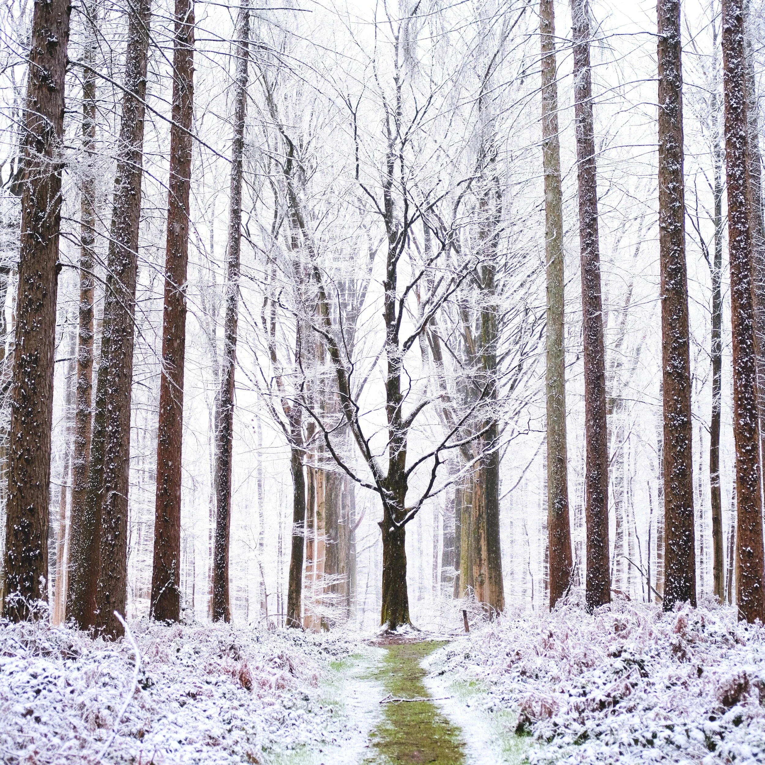 snow zonienwoud.jpg