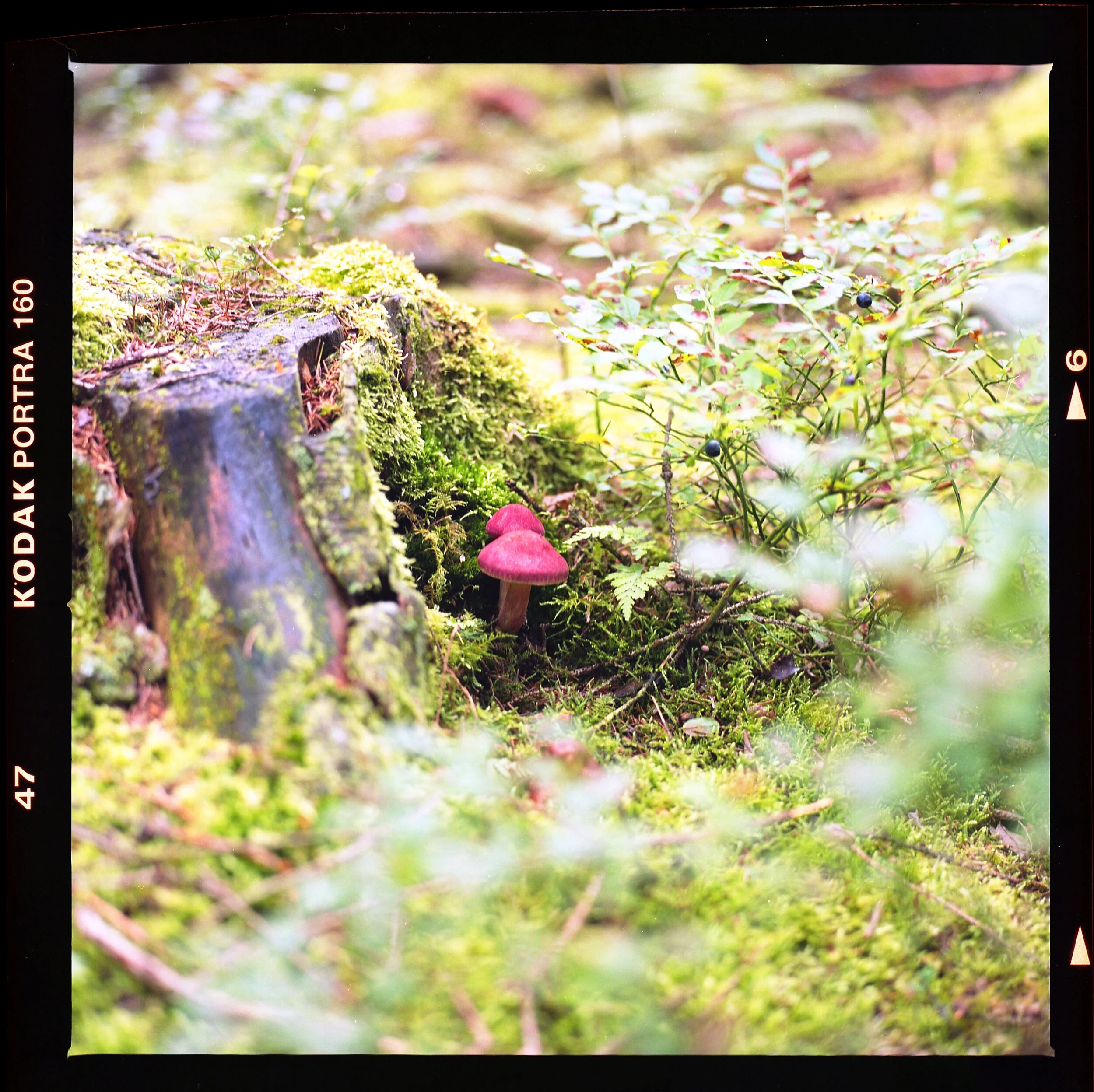 Little mushroom in the High Fens (August 2021).