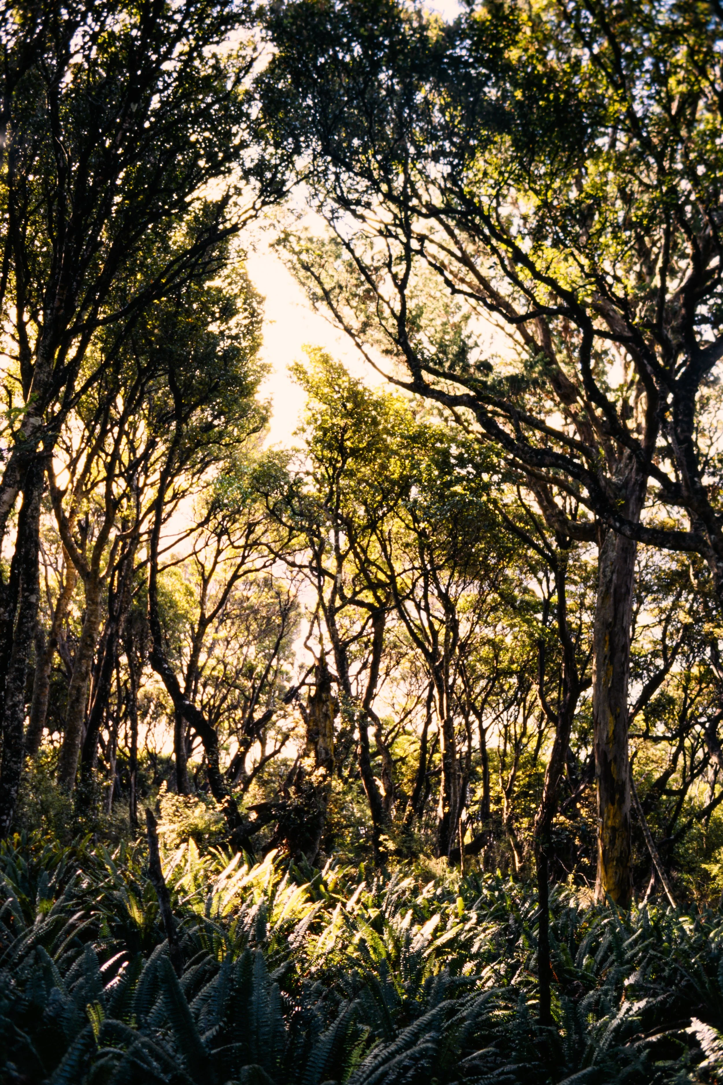 New Zealand Kodak Ektachrome 100 film analog nikon f5 Stewart Island nature photography