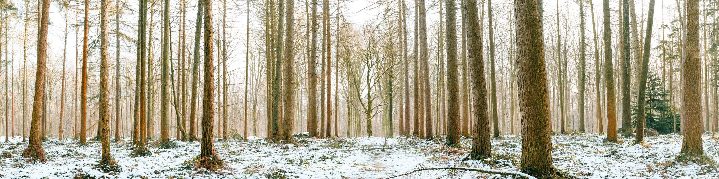 sonian forest zonien woud winter panorama z9 nikon overijse tervuren brussel
