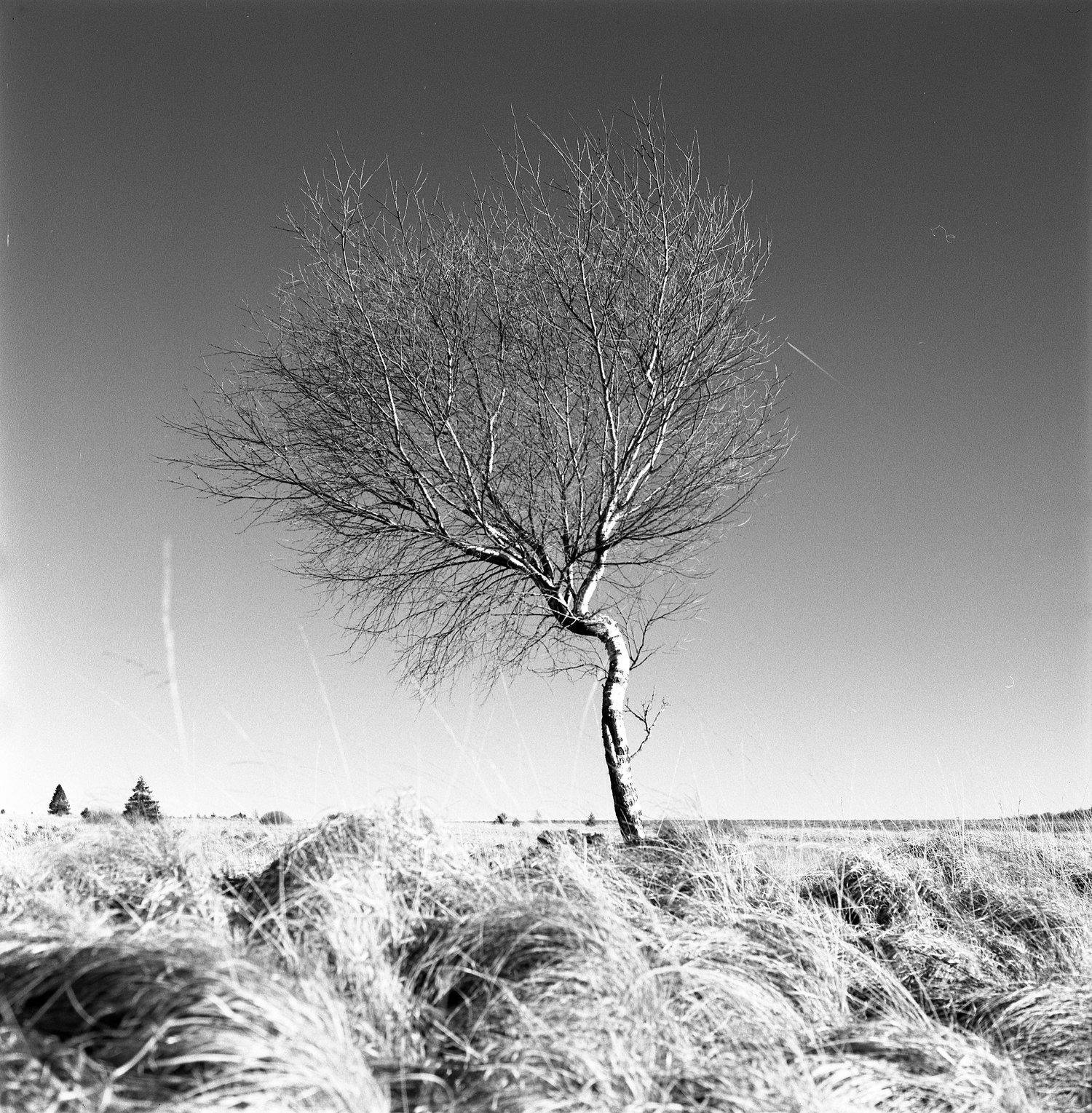 Hautes Fagnes, Belgium, on Fomapan 100 with a Hasselblad 500CM