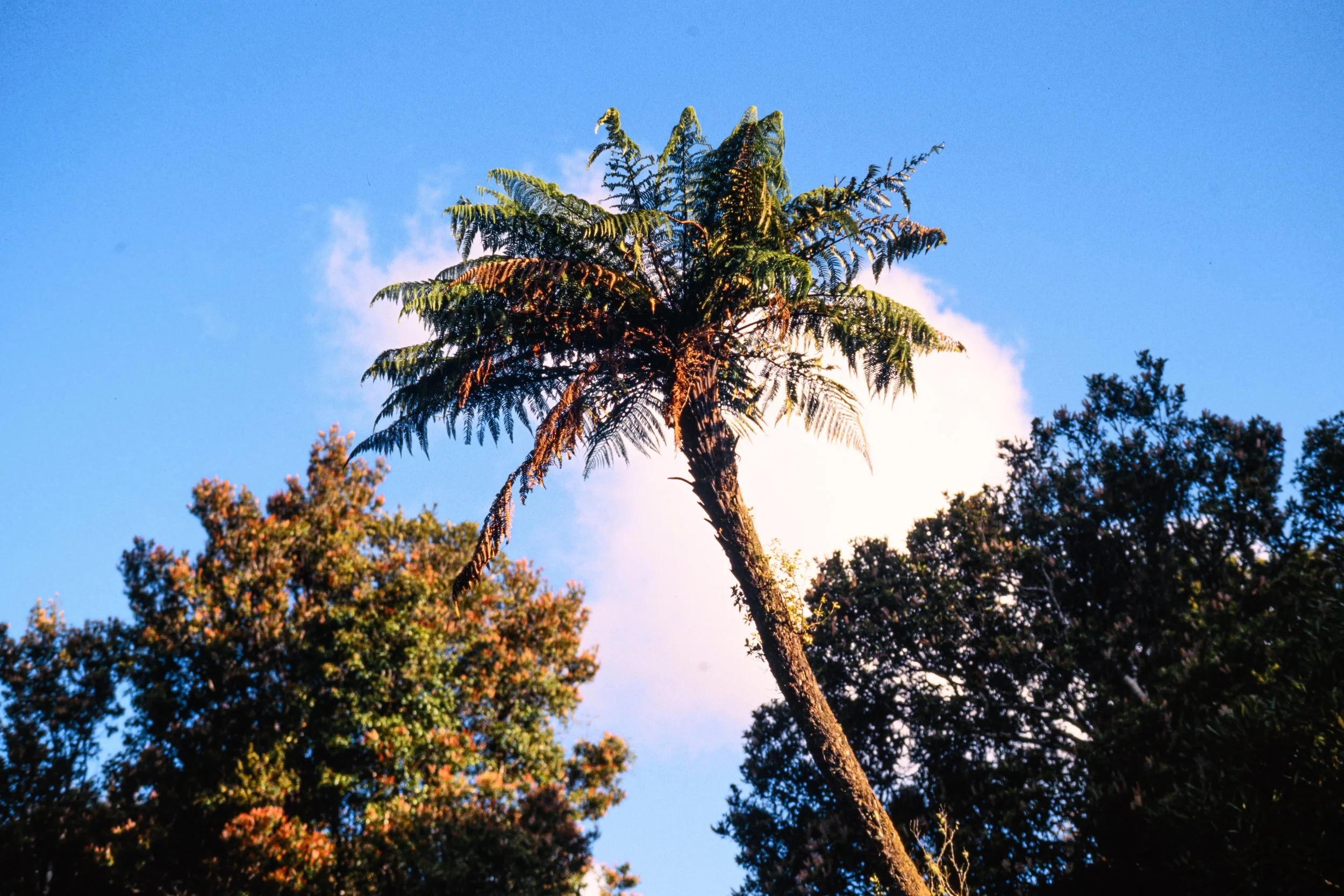 New Zealand Kodak Ektachrome 100 film analog nikon f5 Stewart Island nature photography