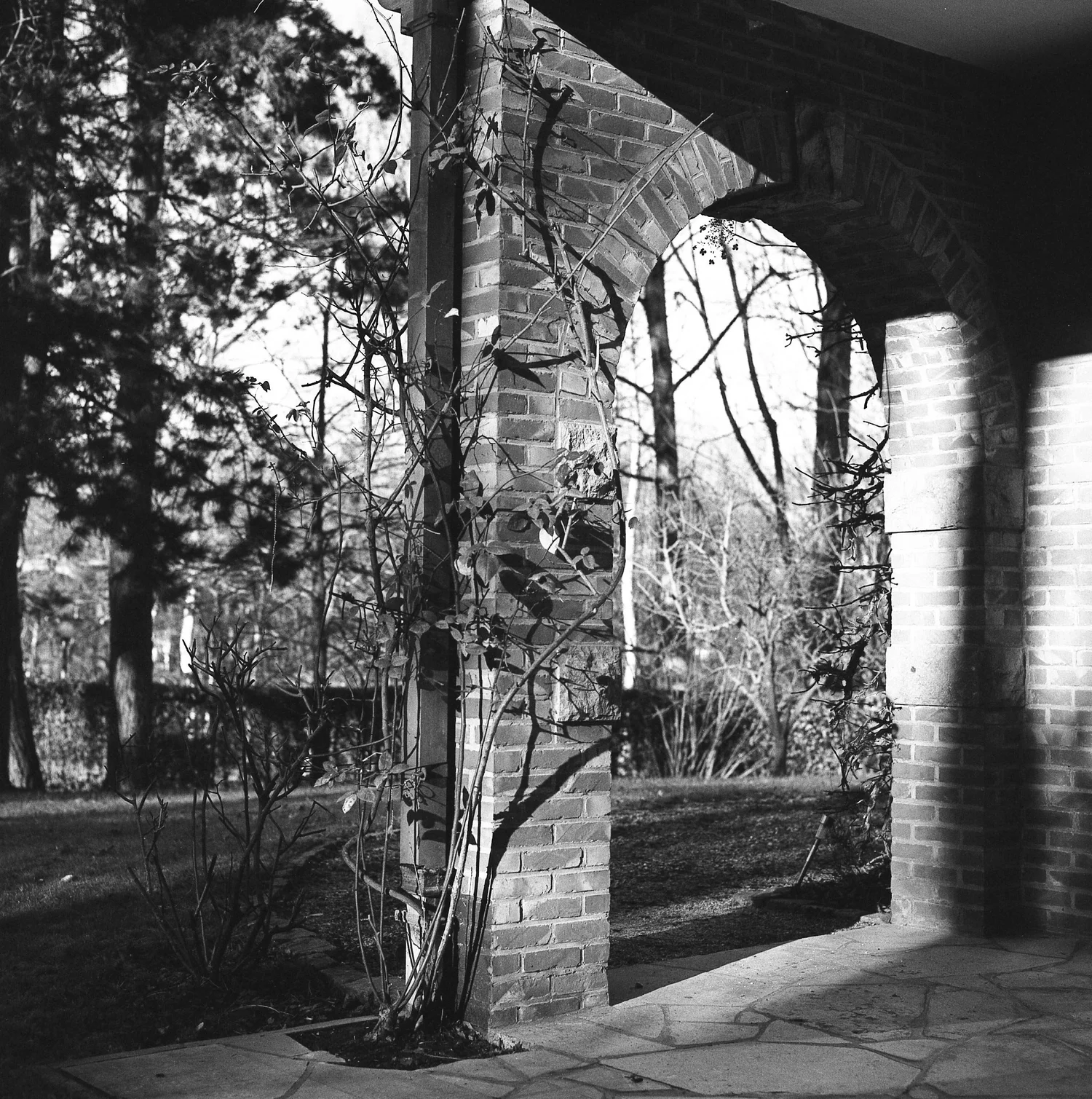 Garden scene, green filter