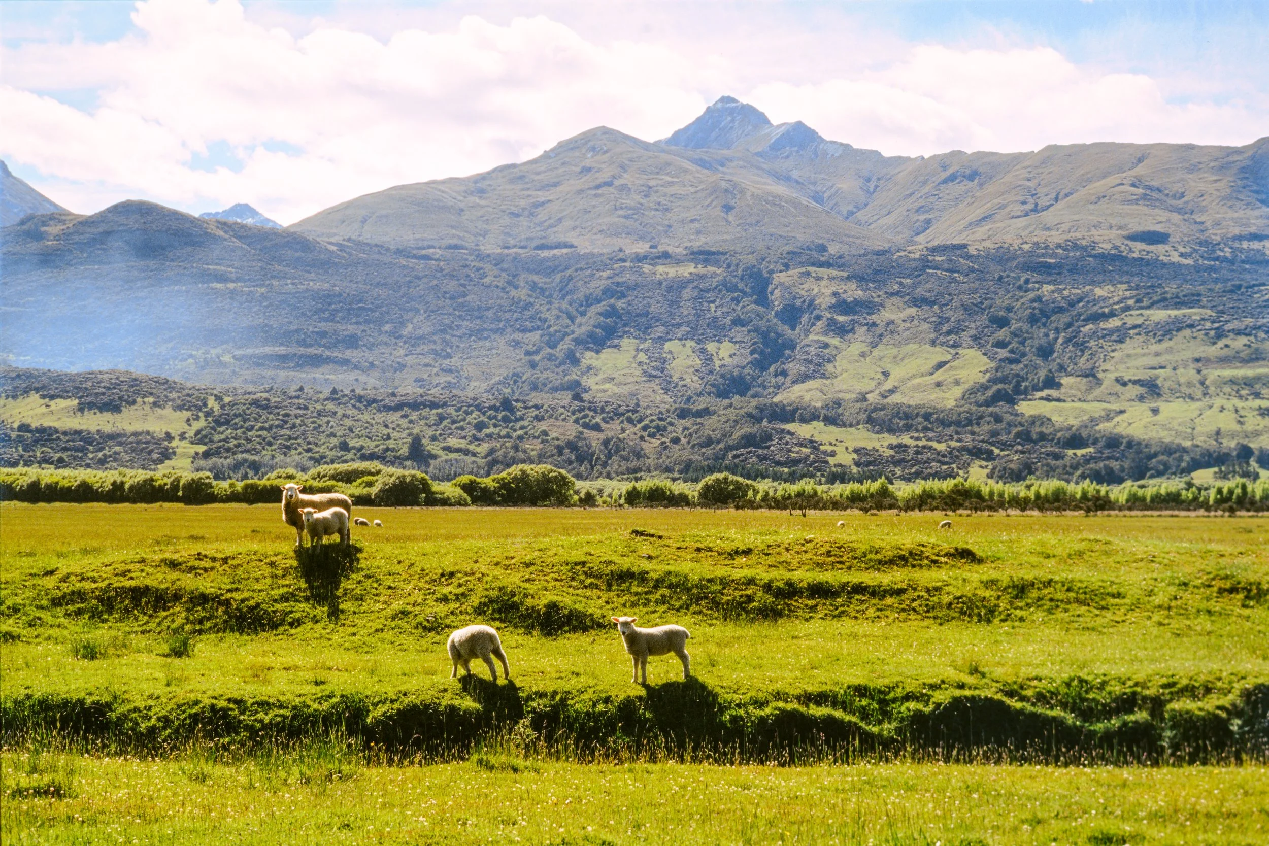 New Zealand Sheep Paradise shot on Ektachrome 100 Kodak nikon f5