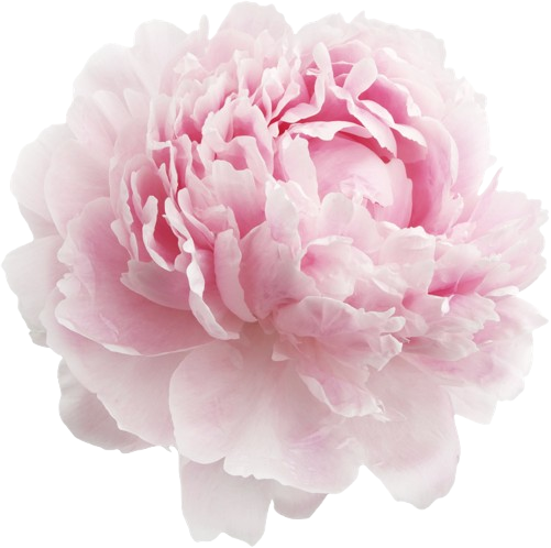 Close-up of a light pink peony flower with ruffled petals.