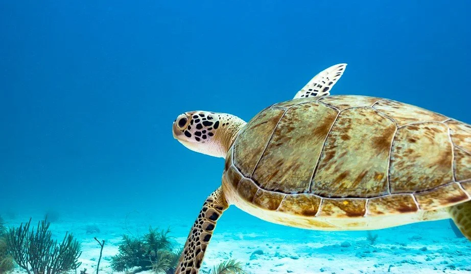 Destination Dive: Beneath the Surface with Kerry Sanders &amp; Mike Zimmer