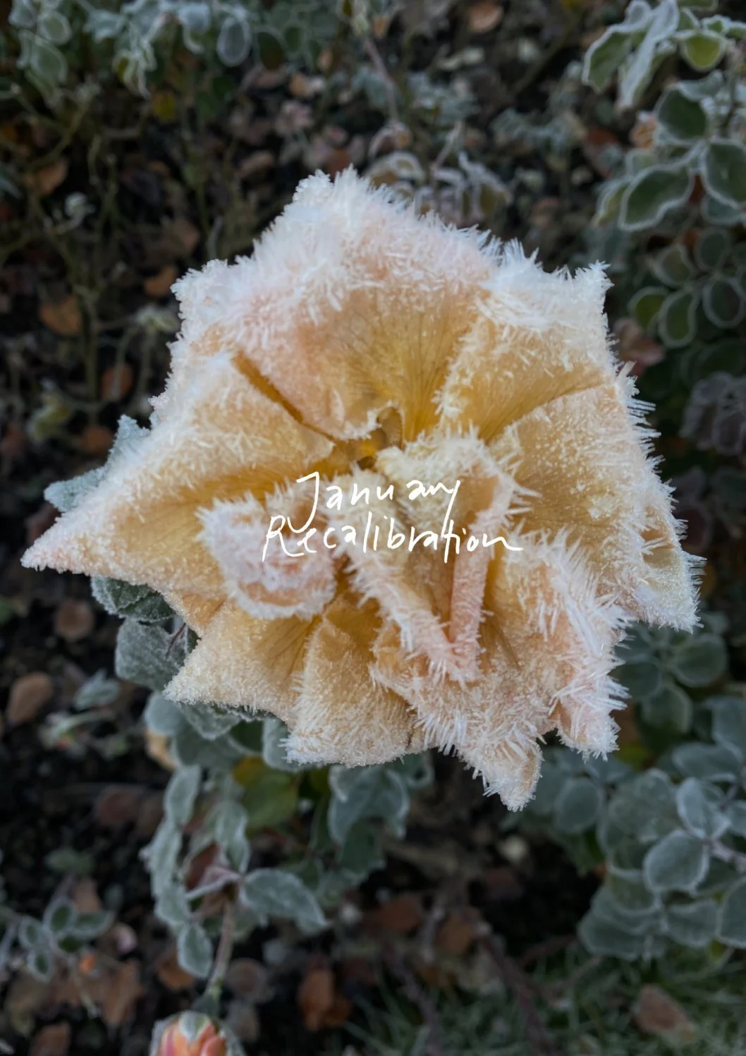 Rose_Close up_no logo.jpg